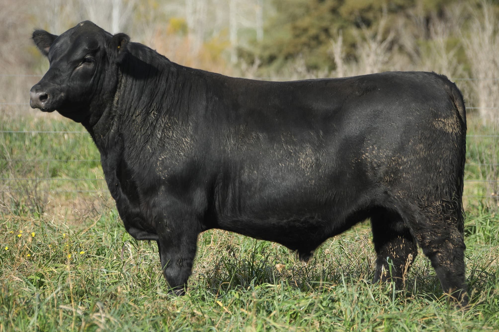 Toro RP 5504