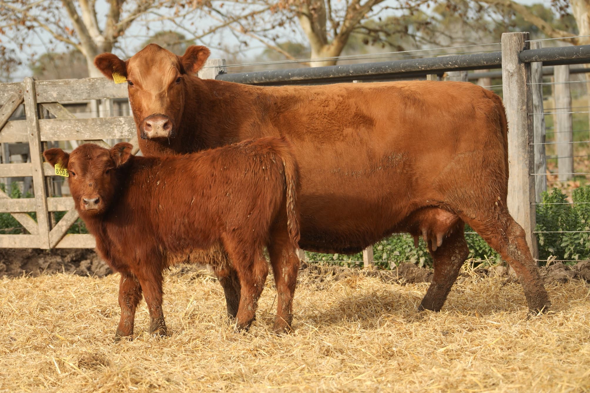 Vaca RP C313