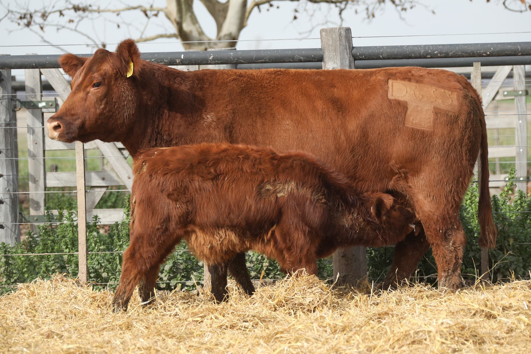 Vaca RP D633