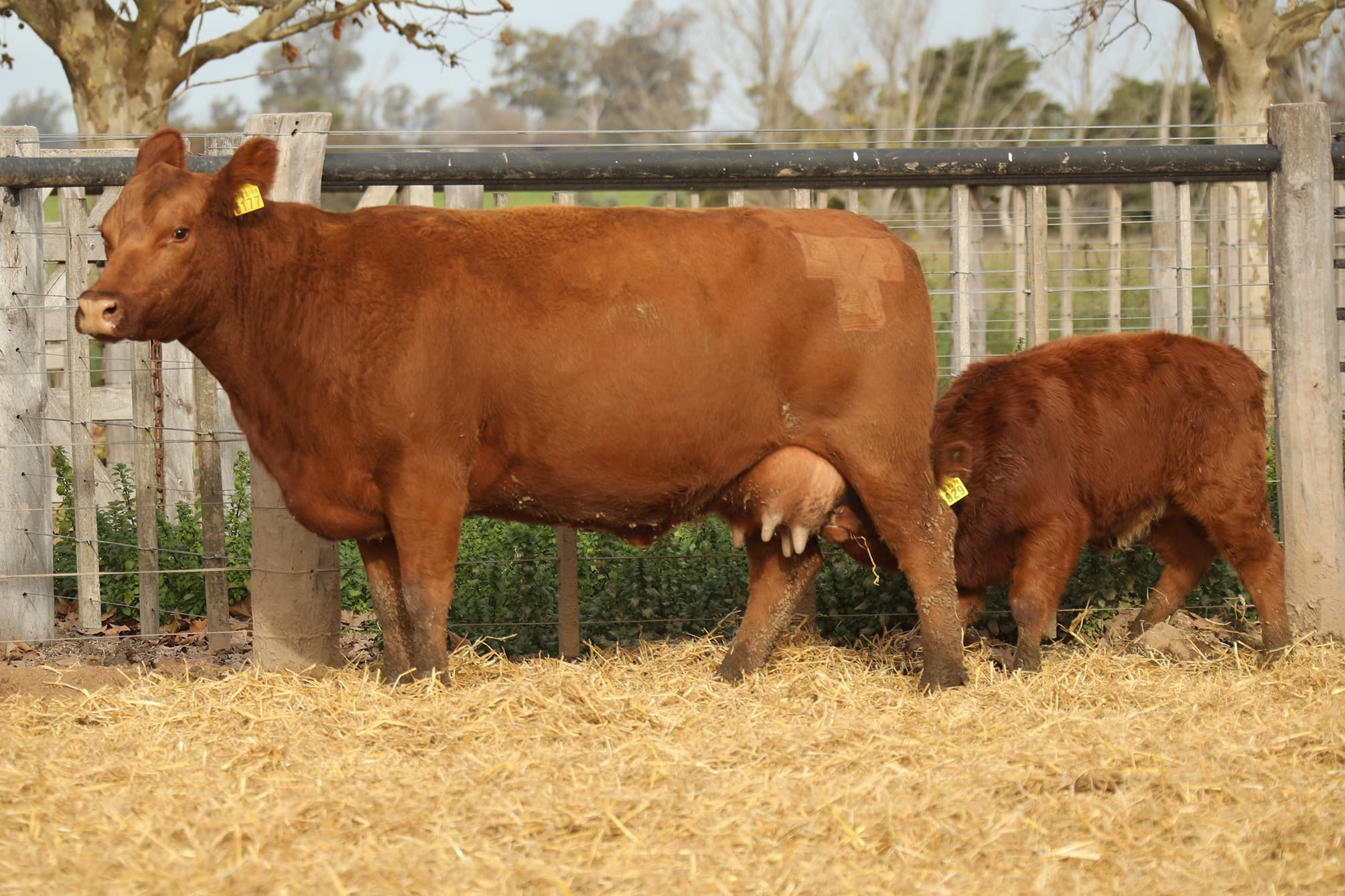 Vaca RP E177