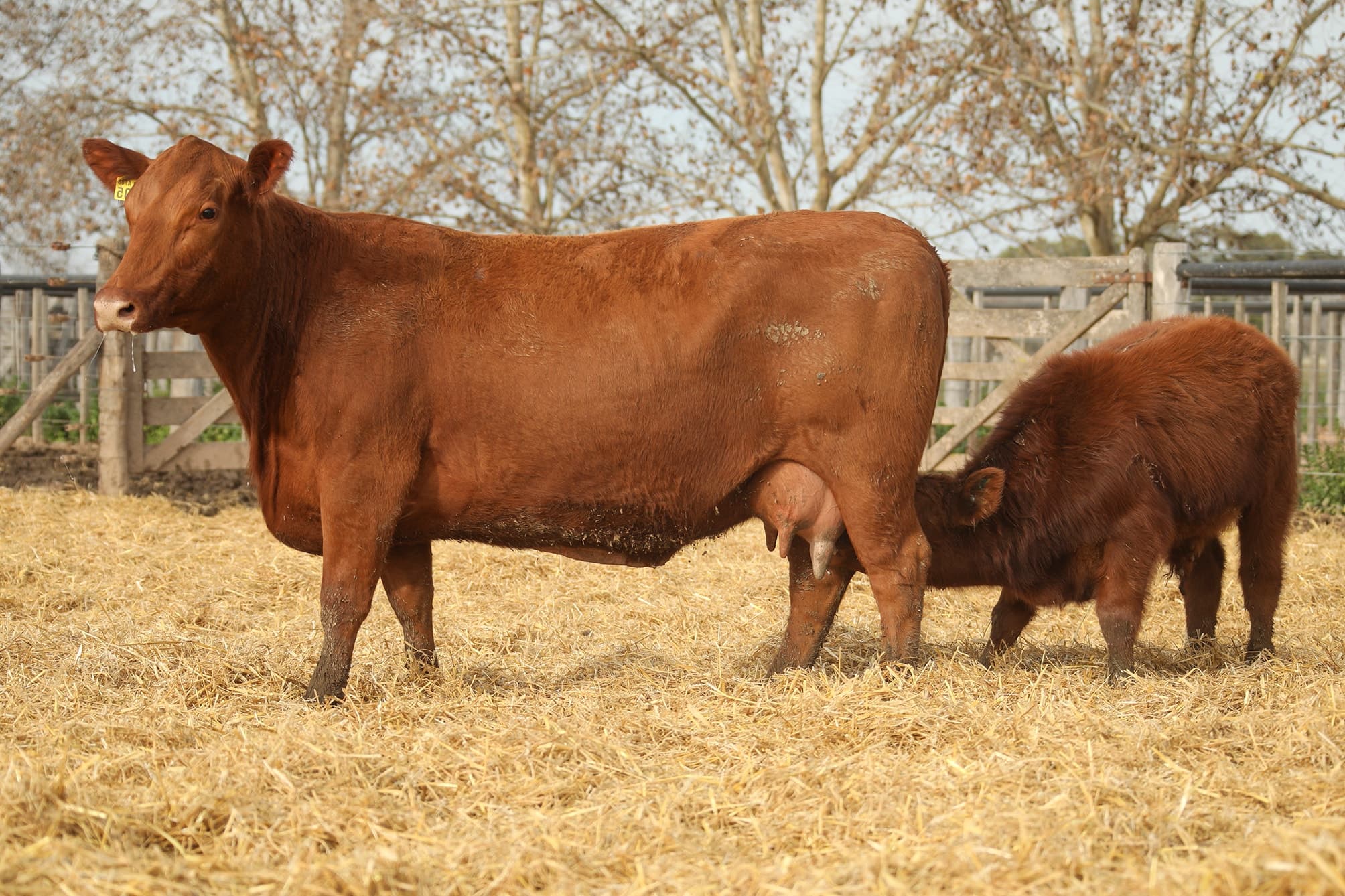 Vaca RP E405