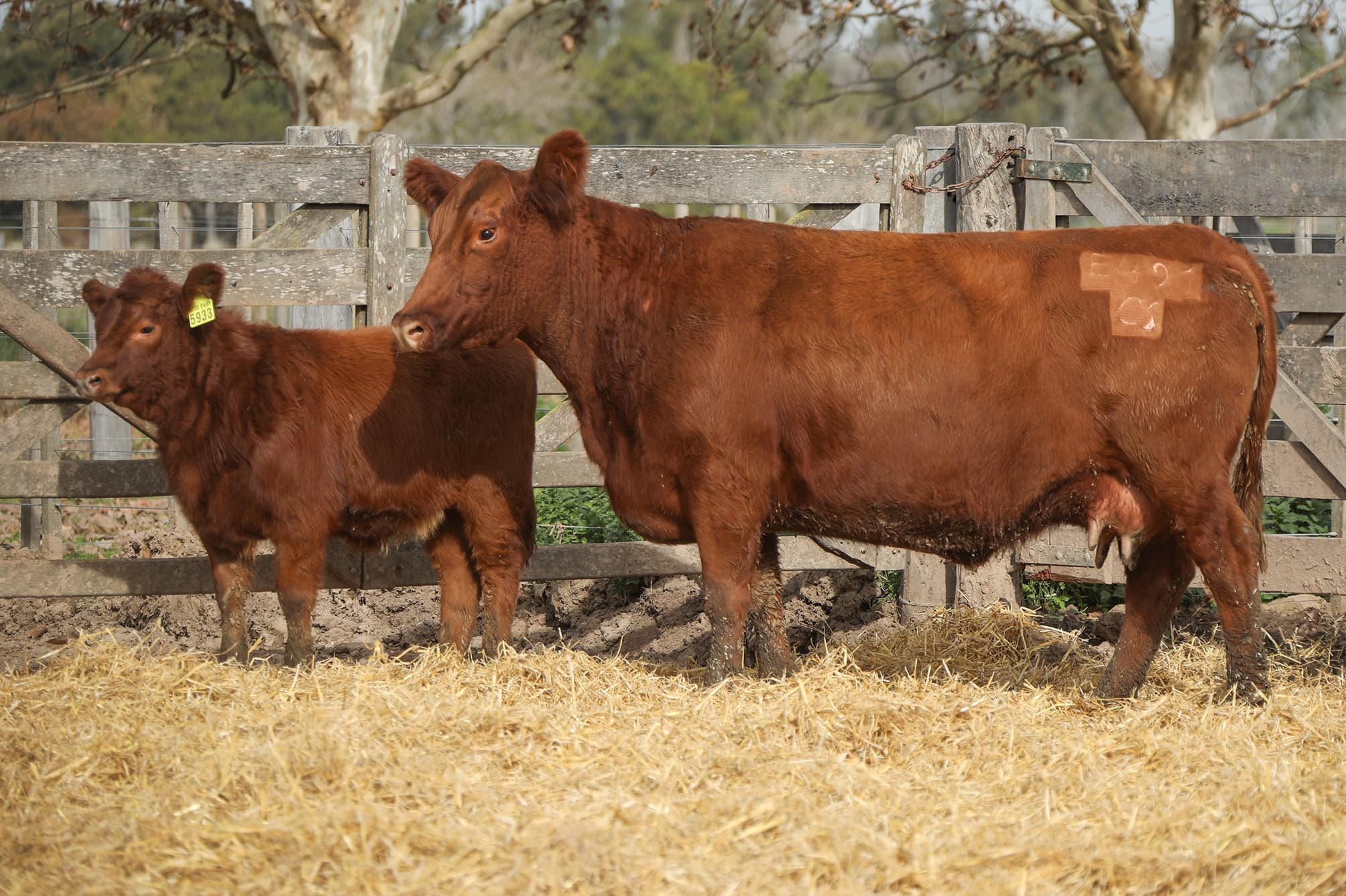 Vaca RP E491