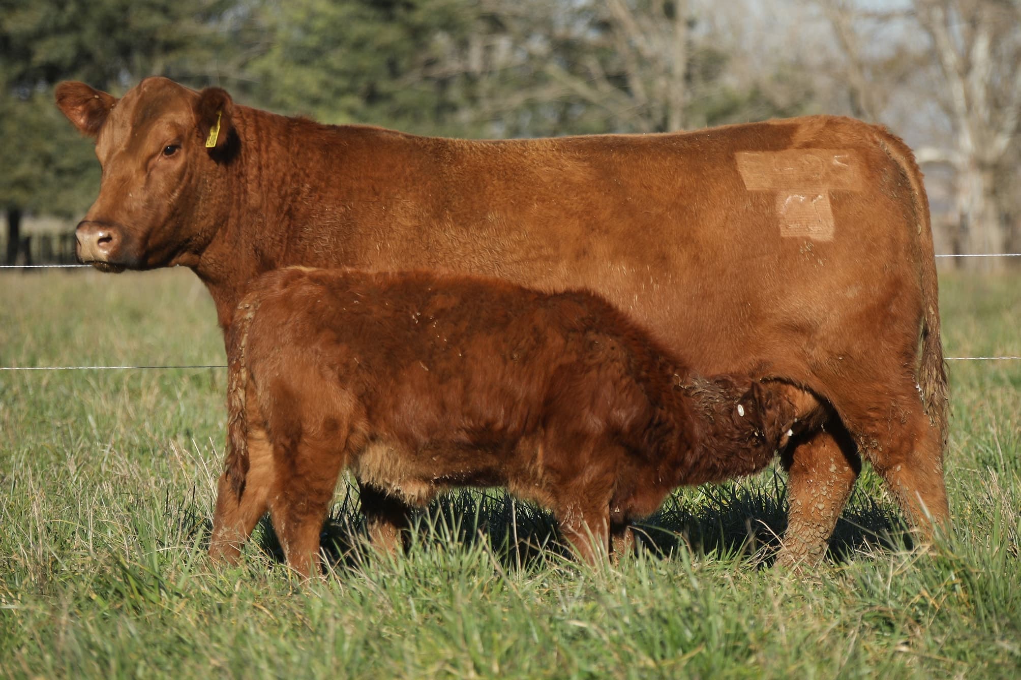 Vaca RP E495