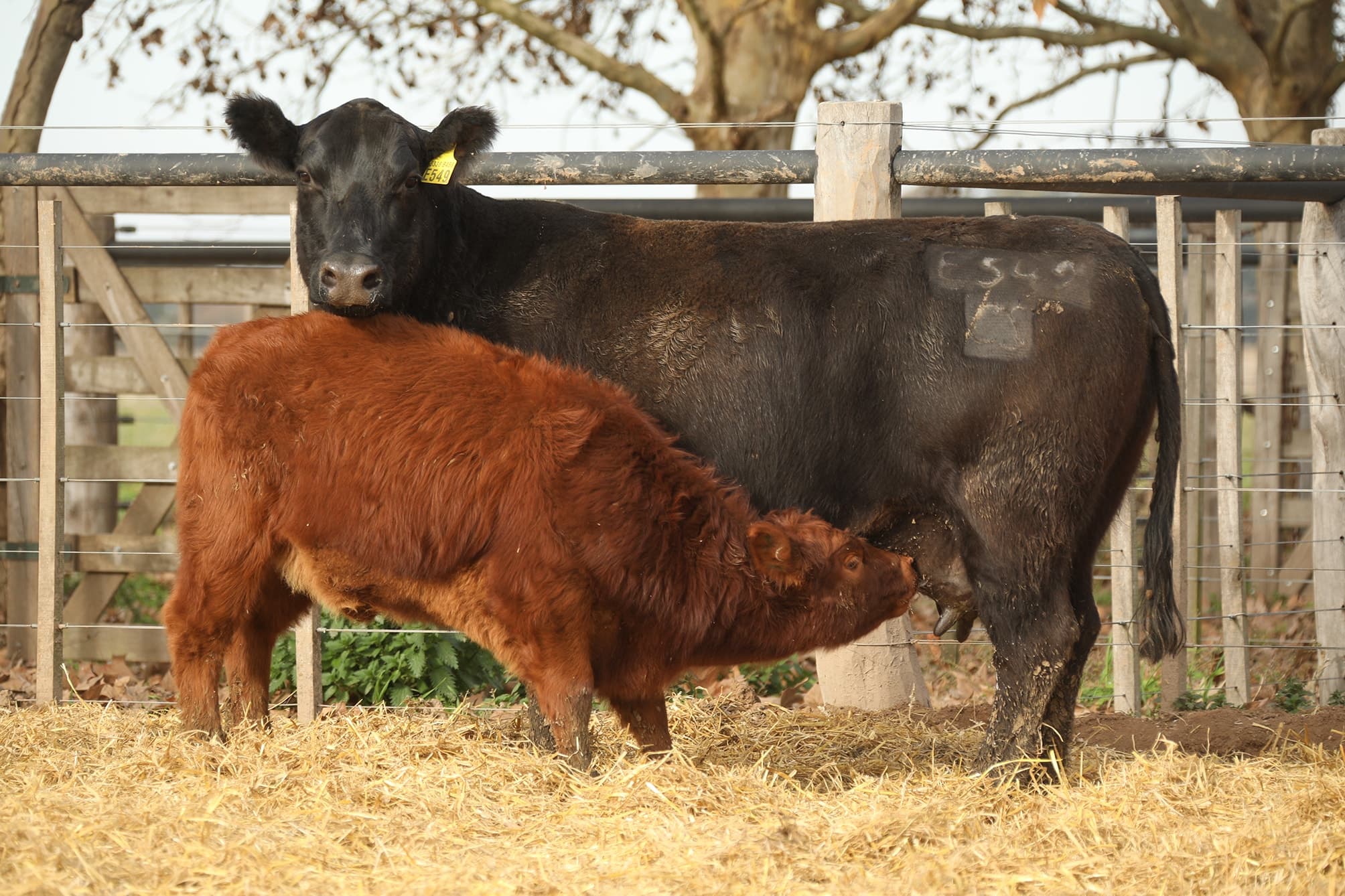 Vaca RP E549