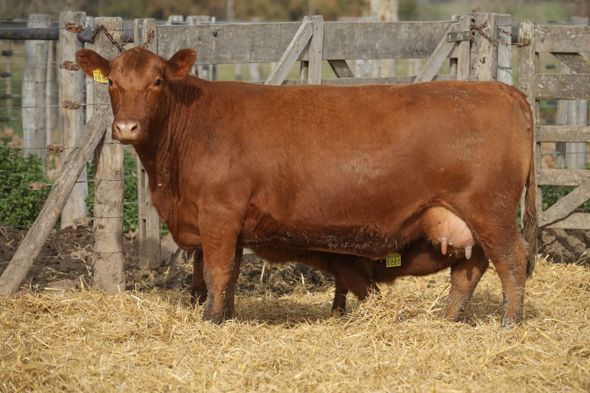 Vaca RP E599