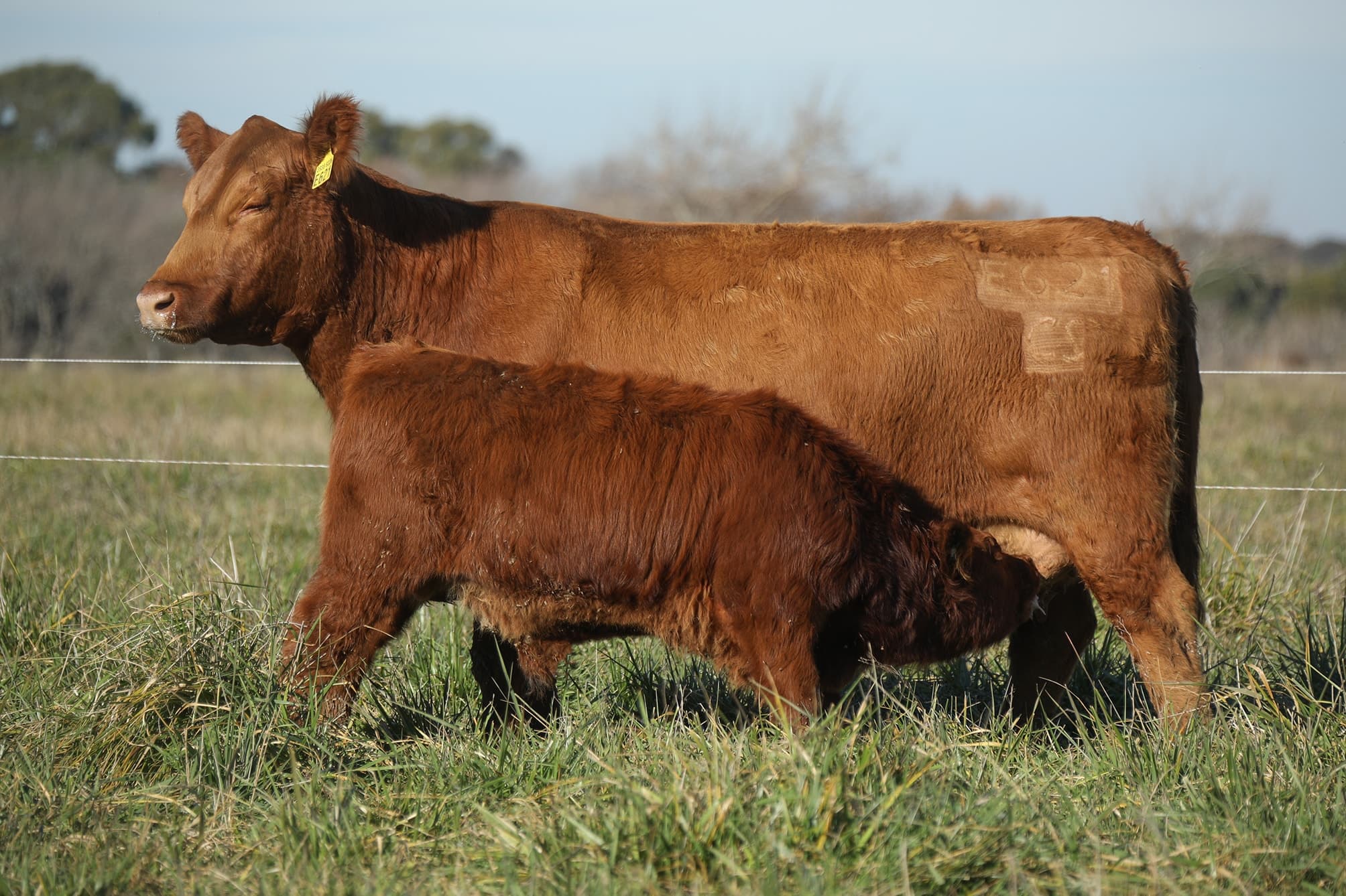 Vaca RP E621