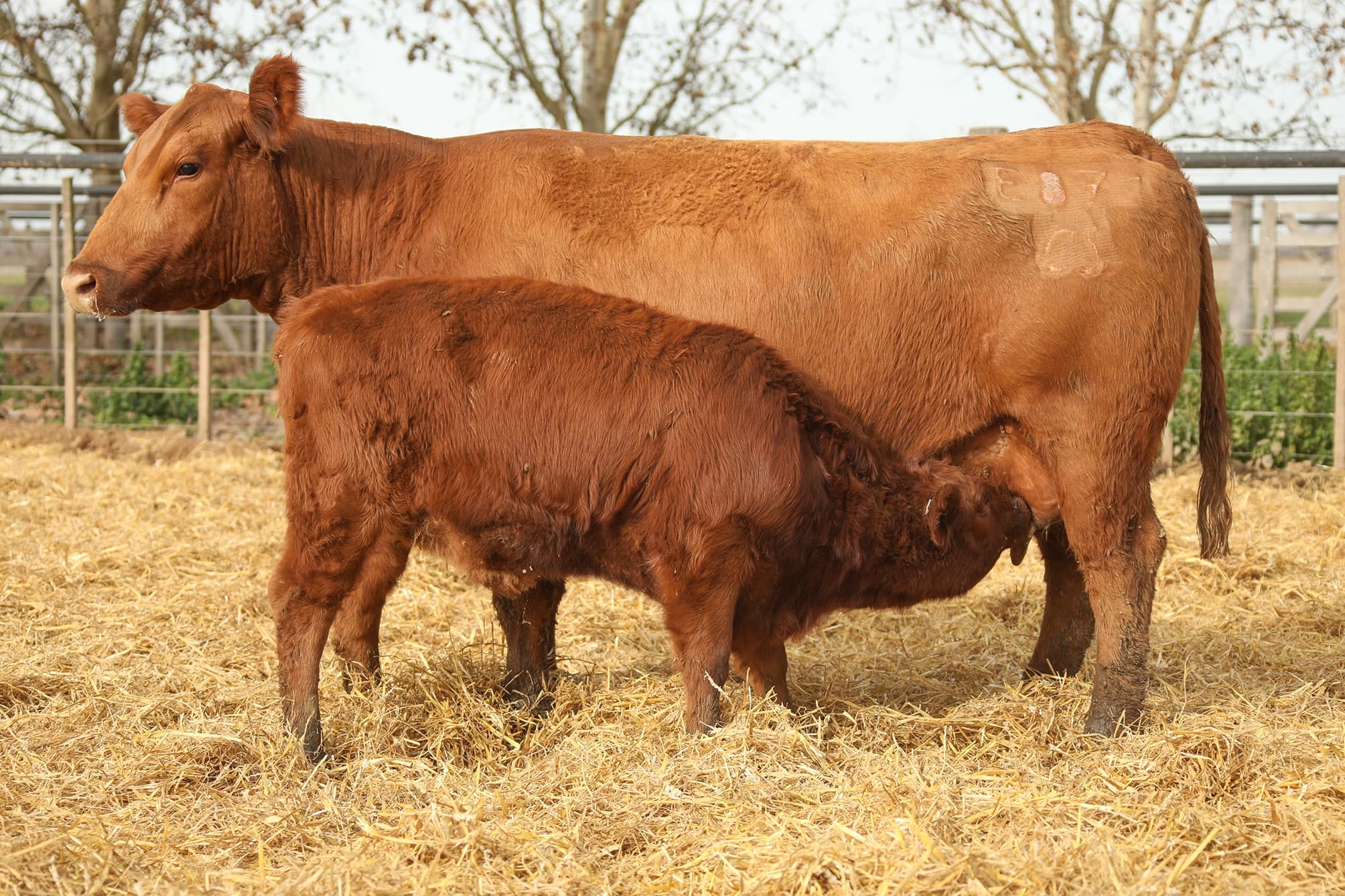 Vaca RP E871