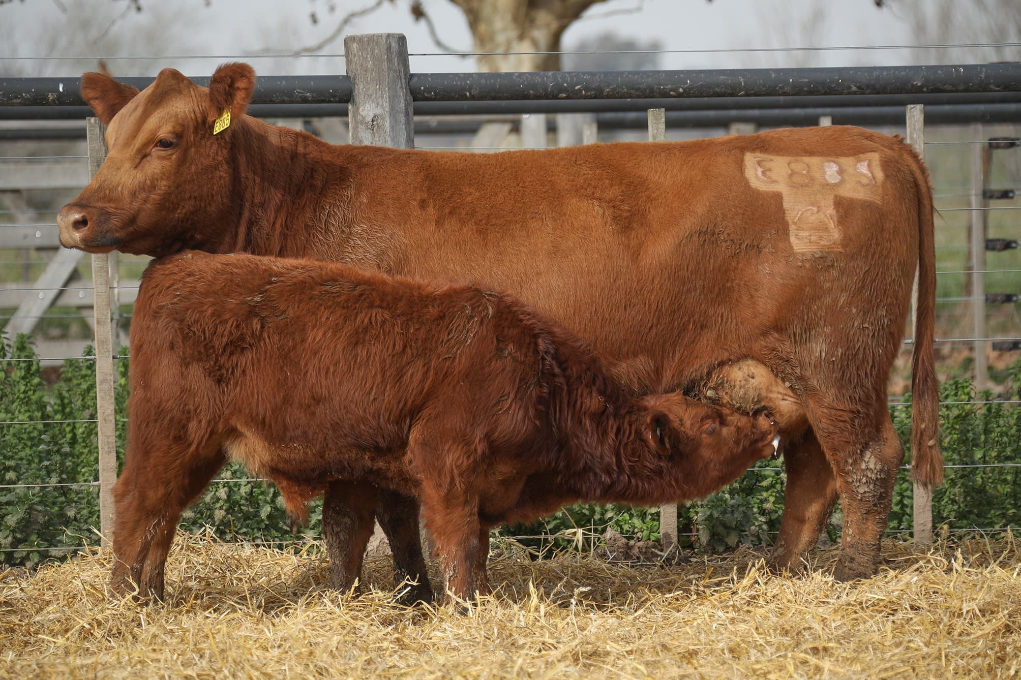 Vaca RP E885