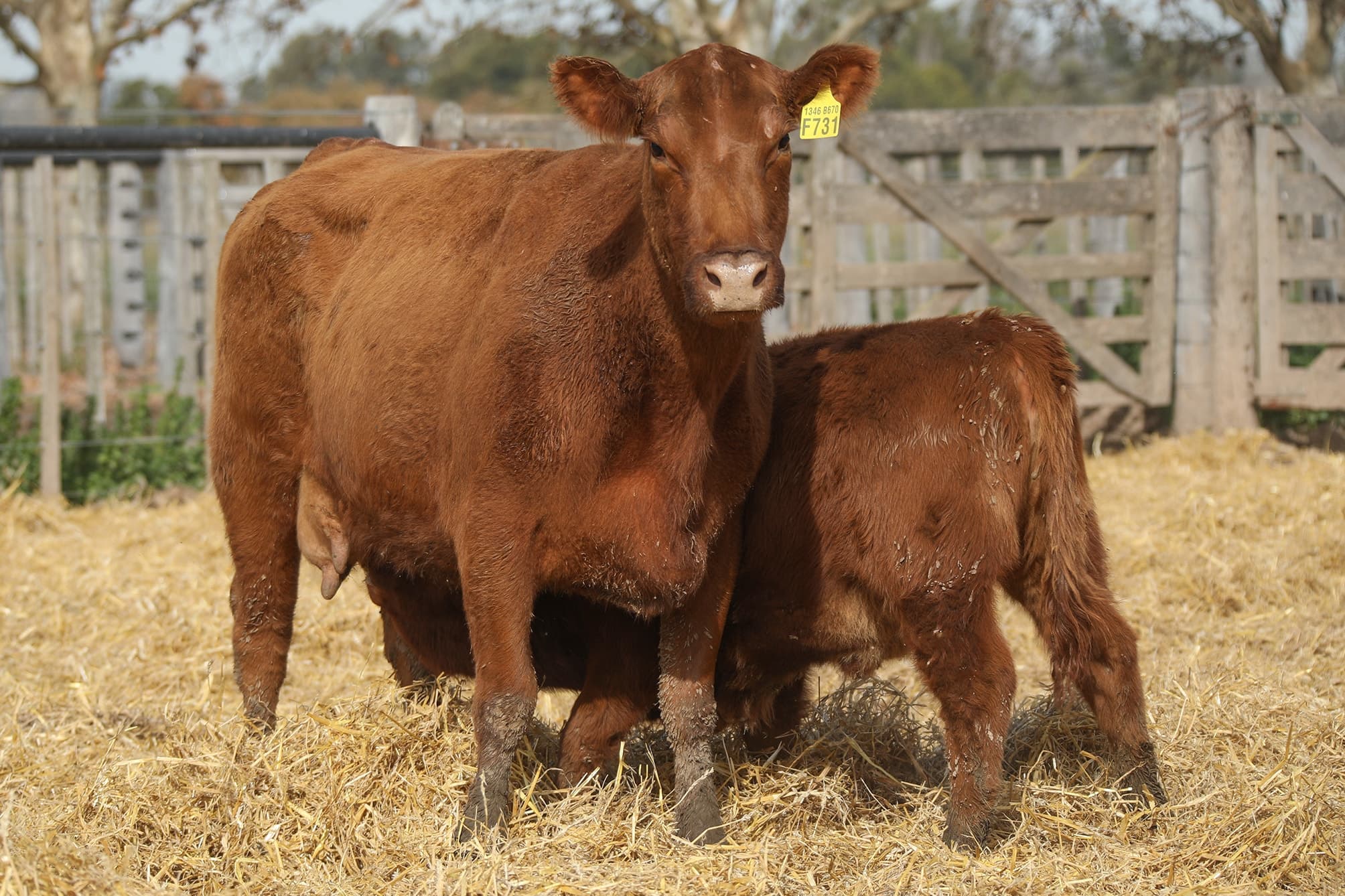 Vaca RP F731