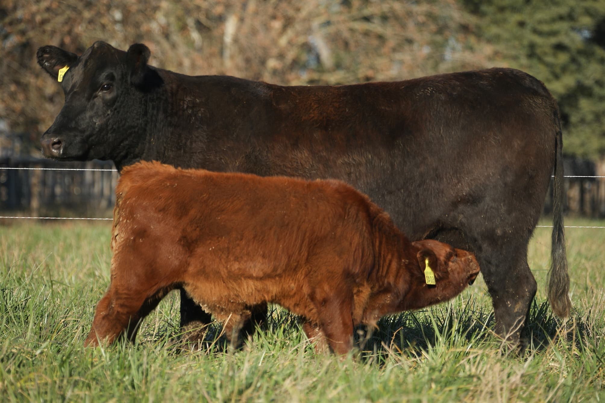 Vaca RP F819