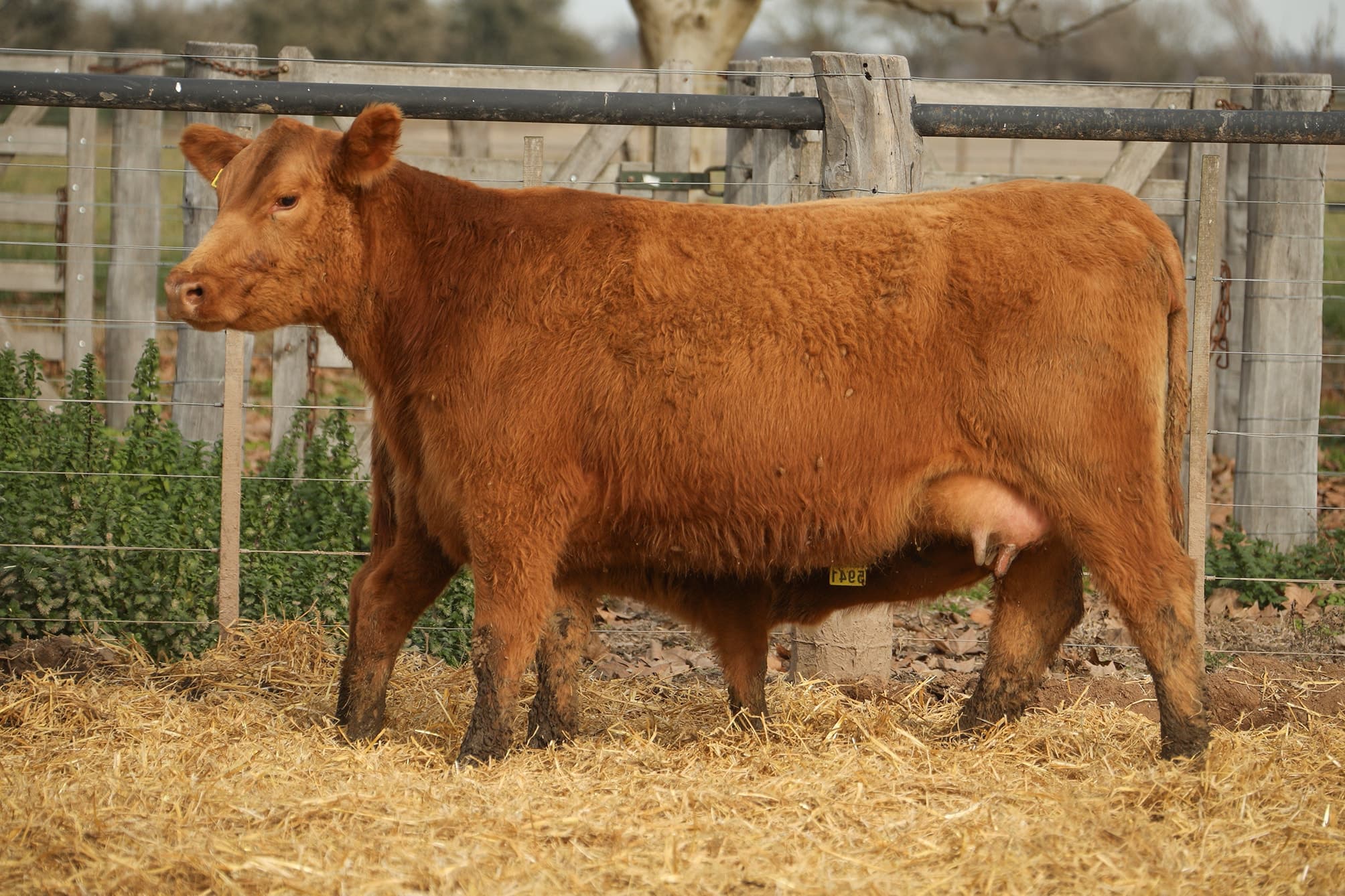 Vaca RP G489