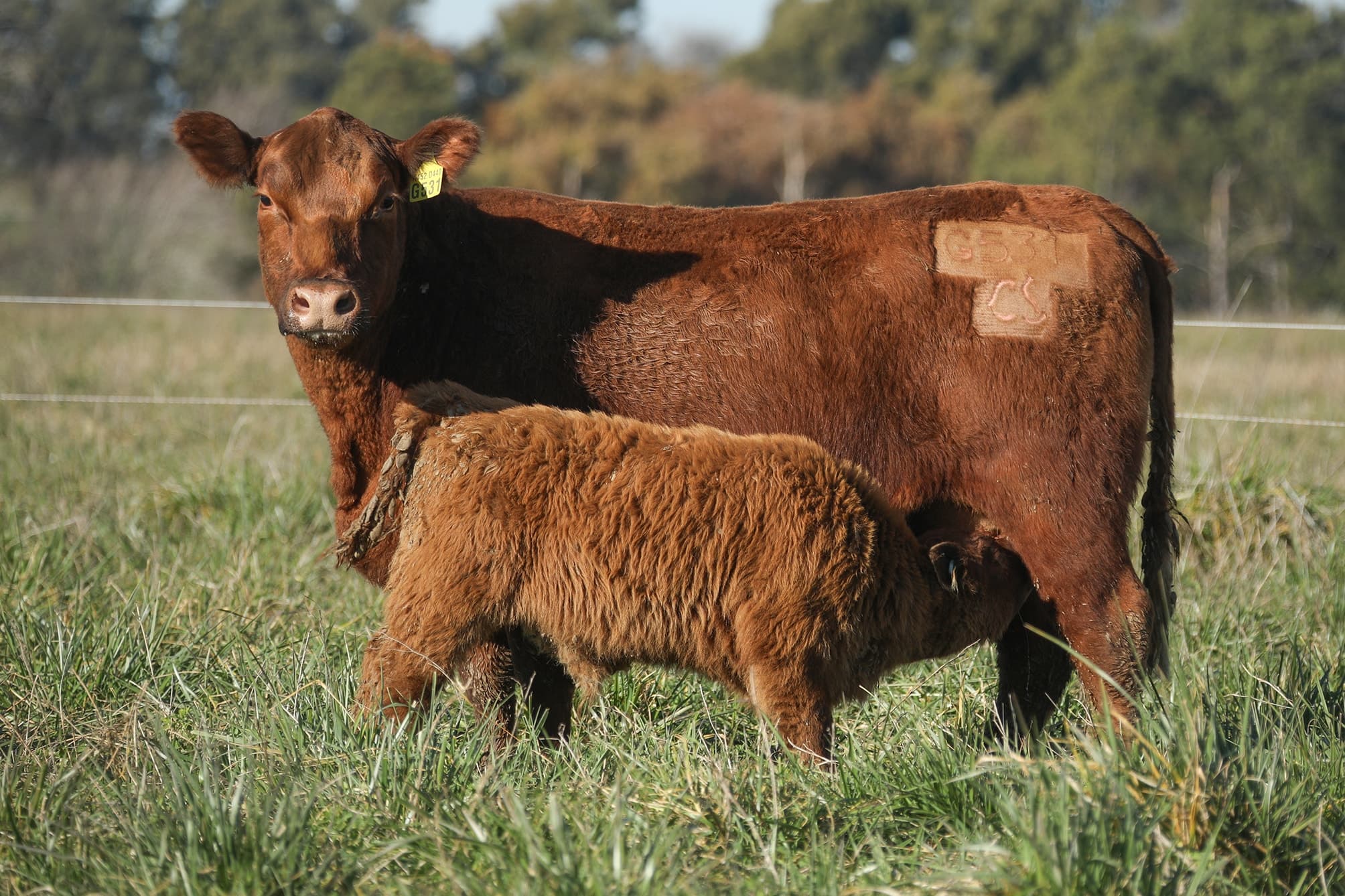 Vaca RP G531