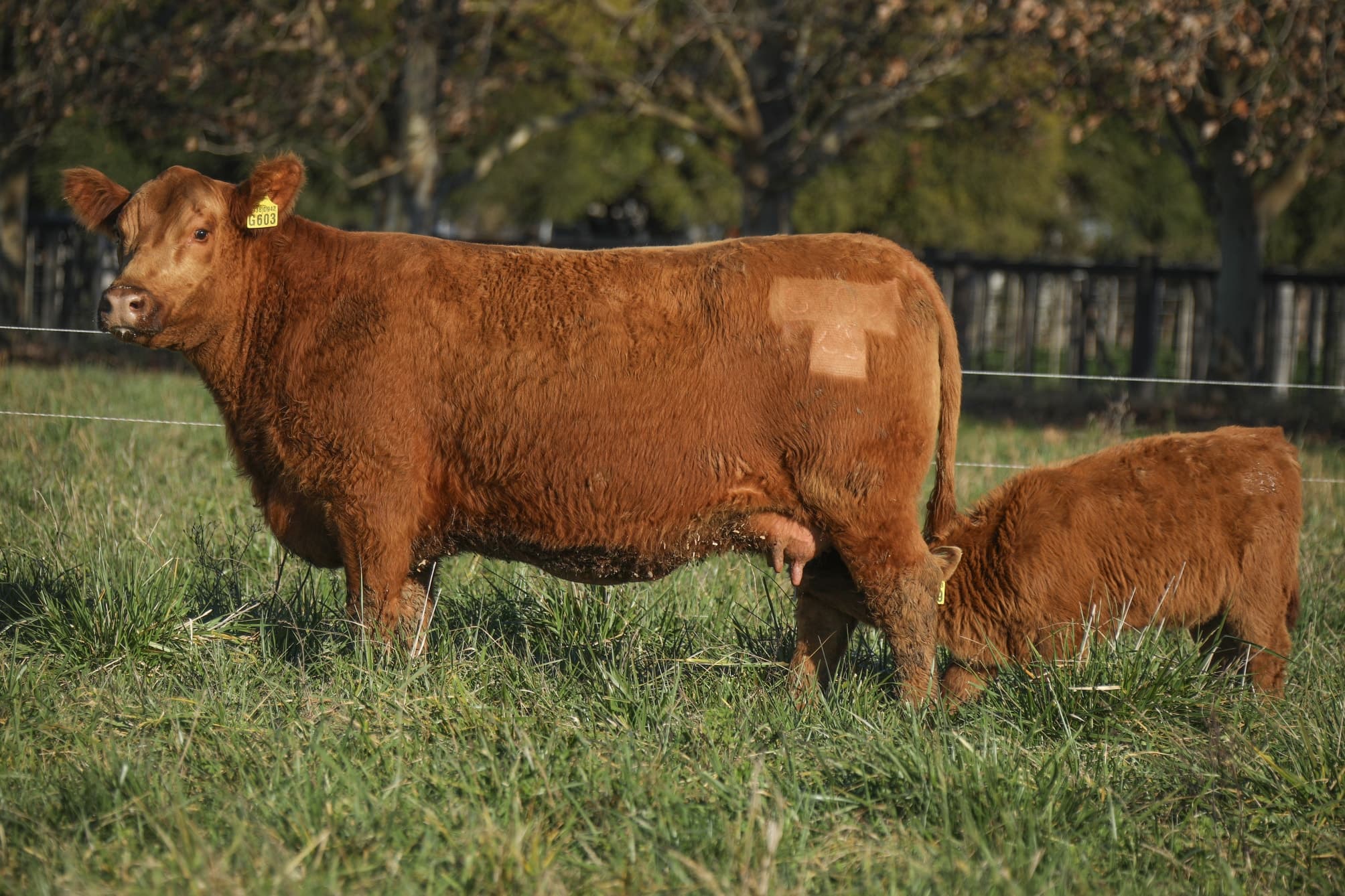 Vaca RP G603