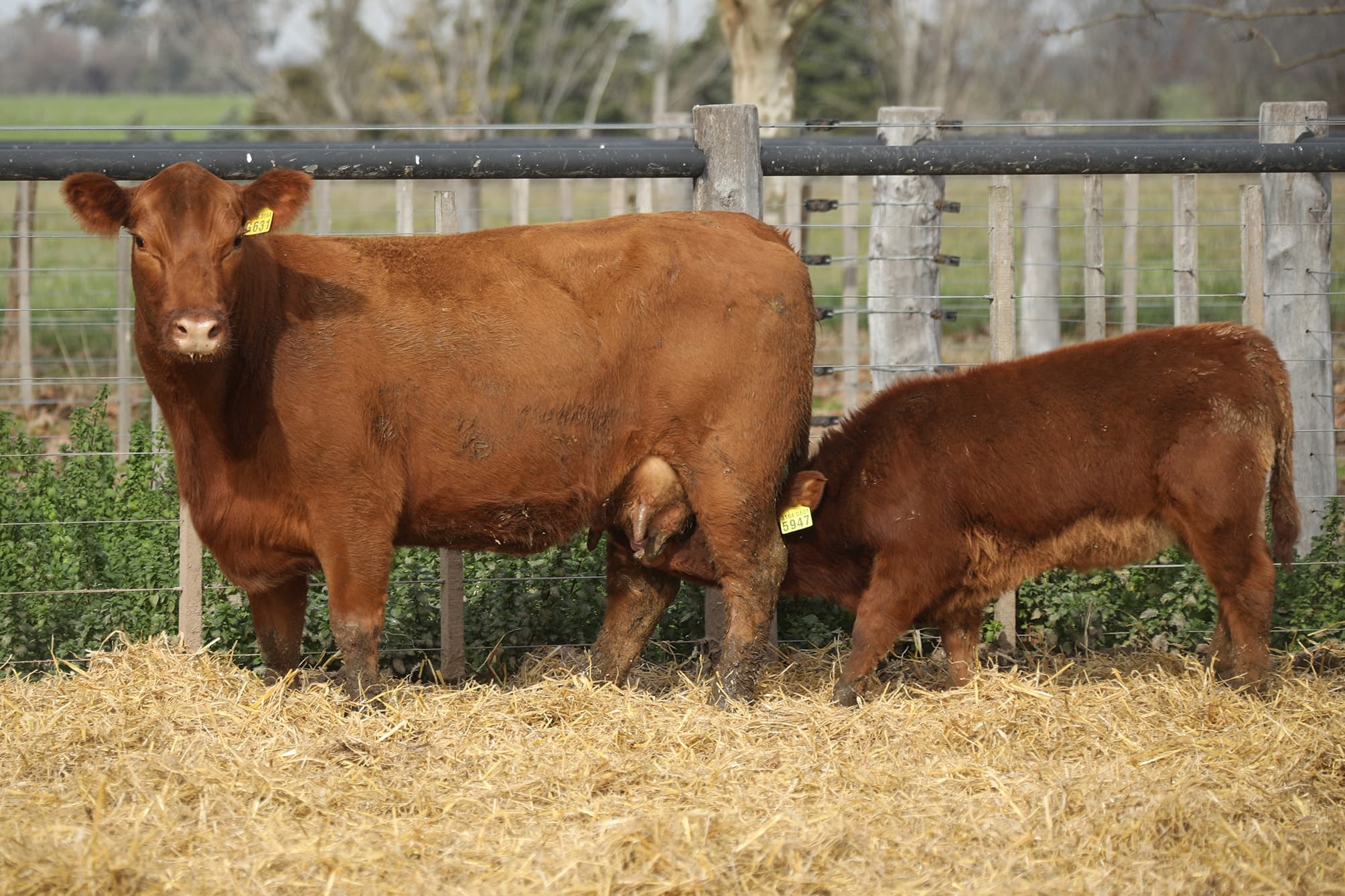 Vaca RP G631