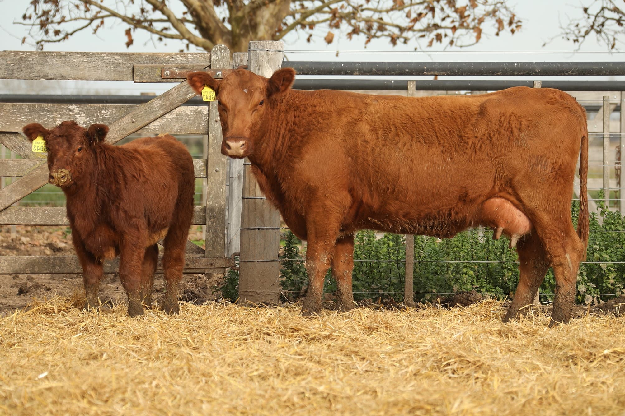 Vaca RP G641