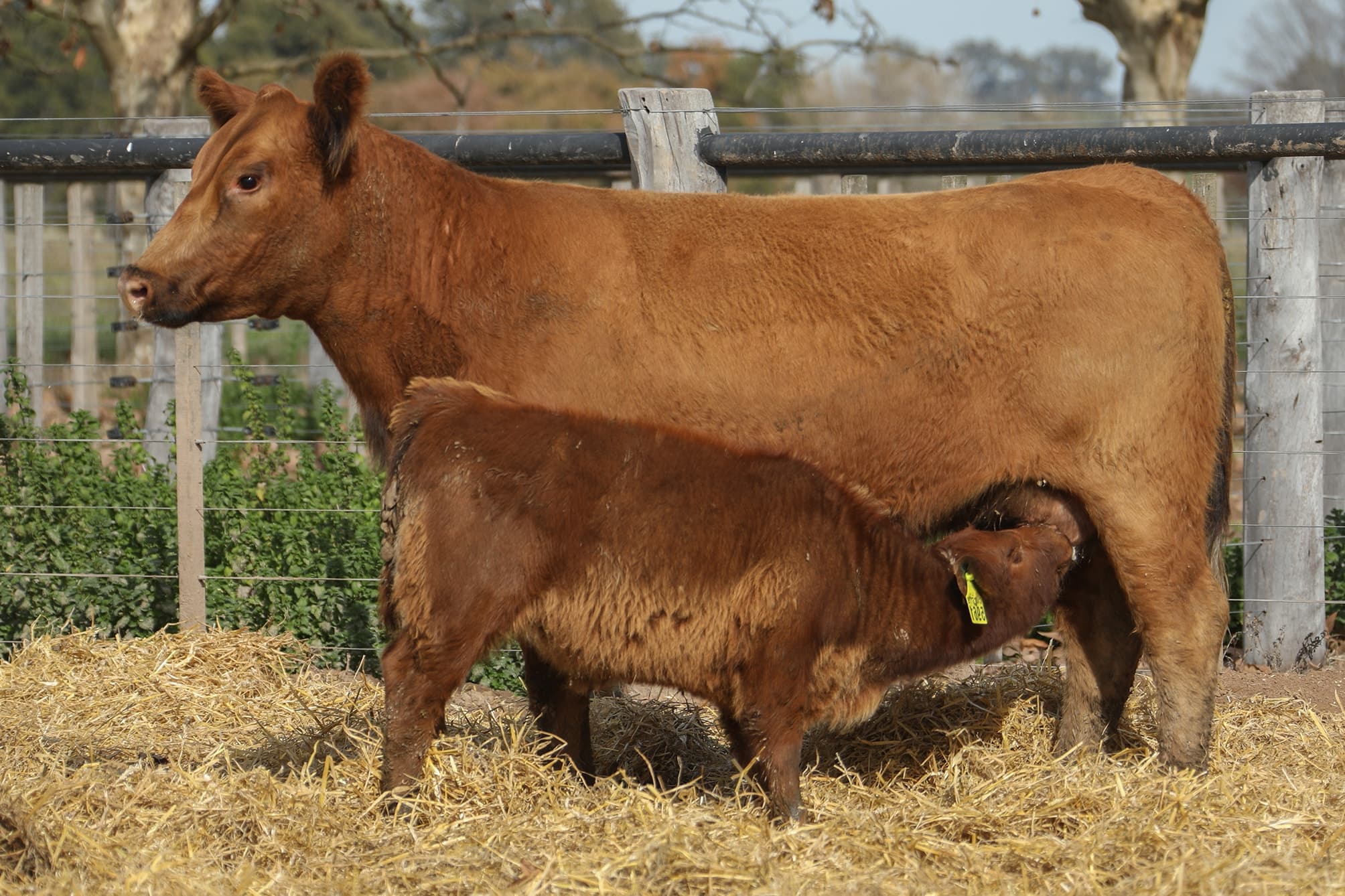 Vaca RP G779
