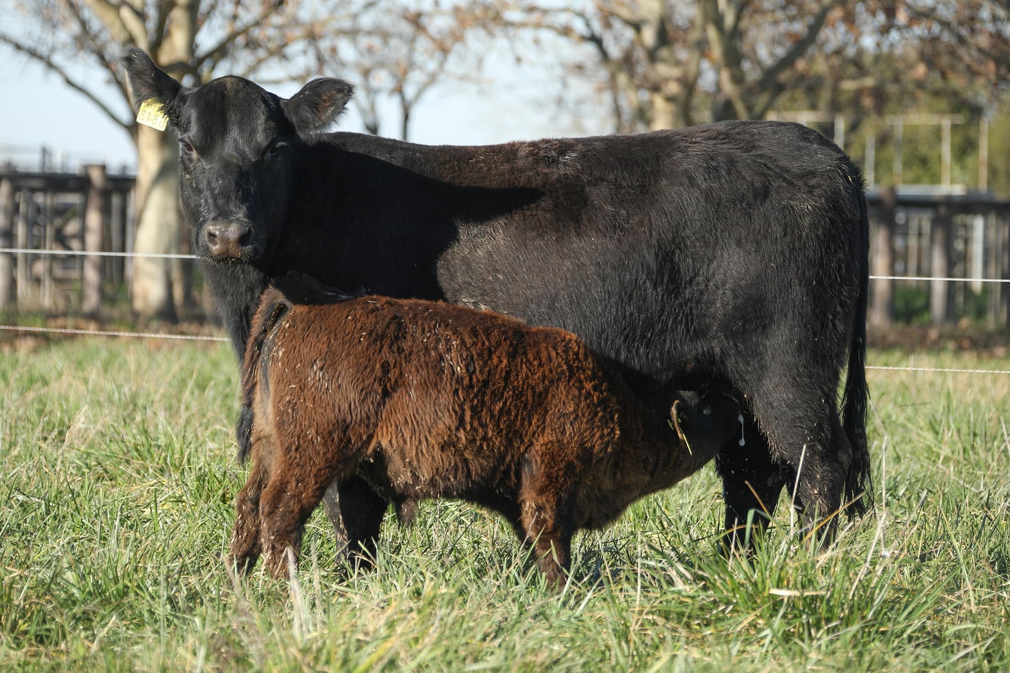 Vaca RP G843