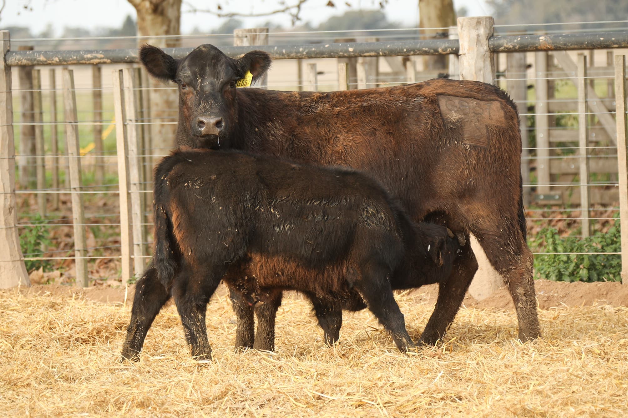 Vaca RP G857