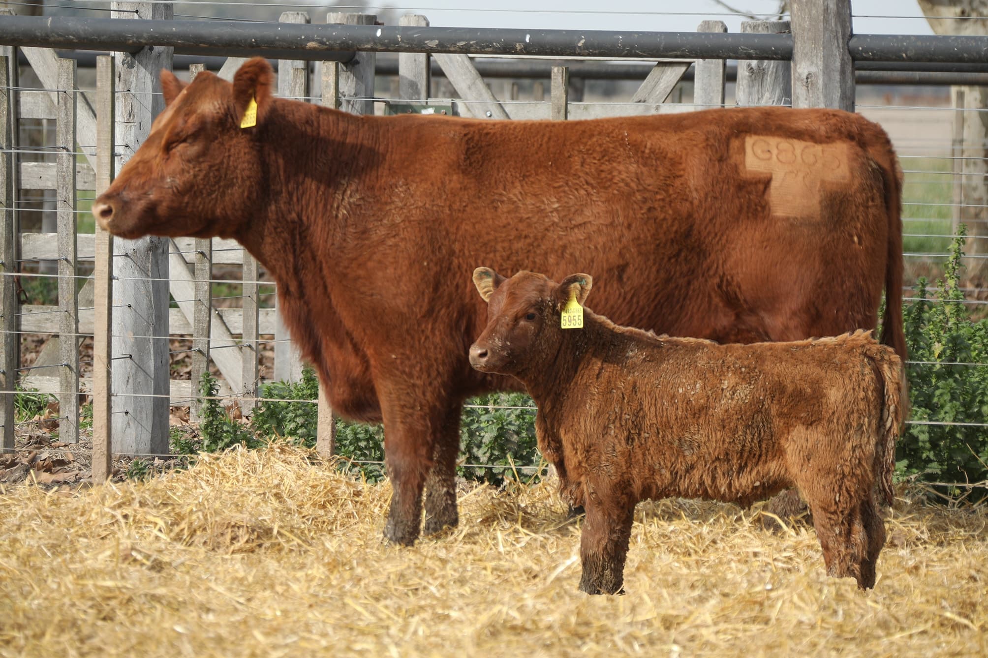 Vaca RP G865