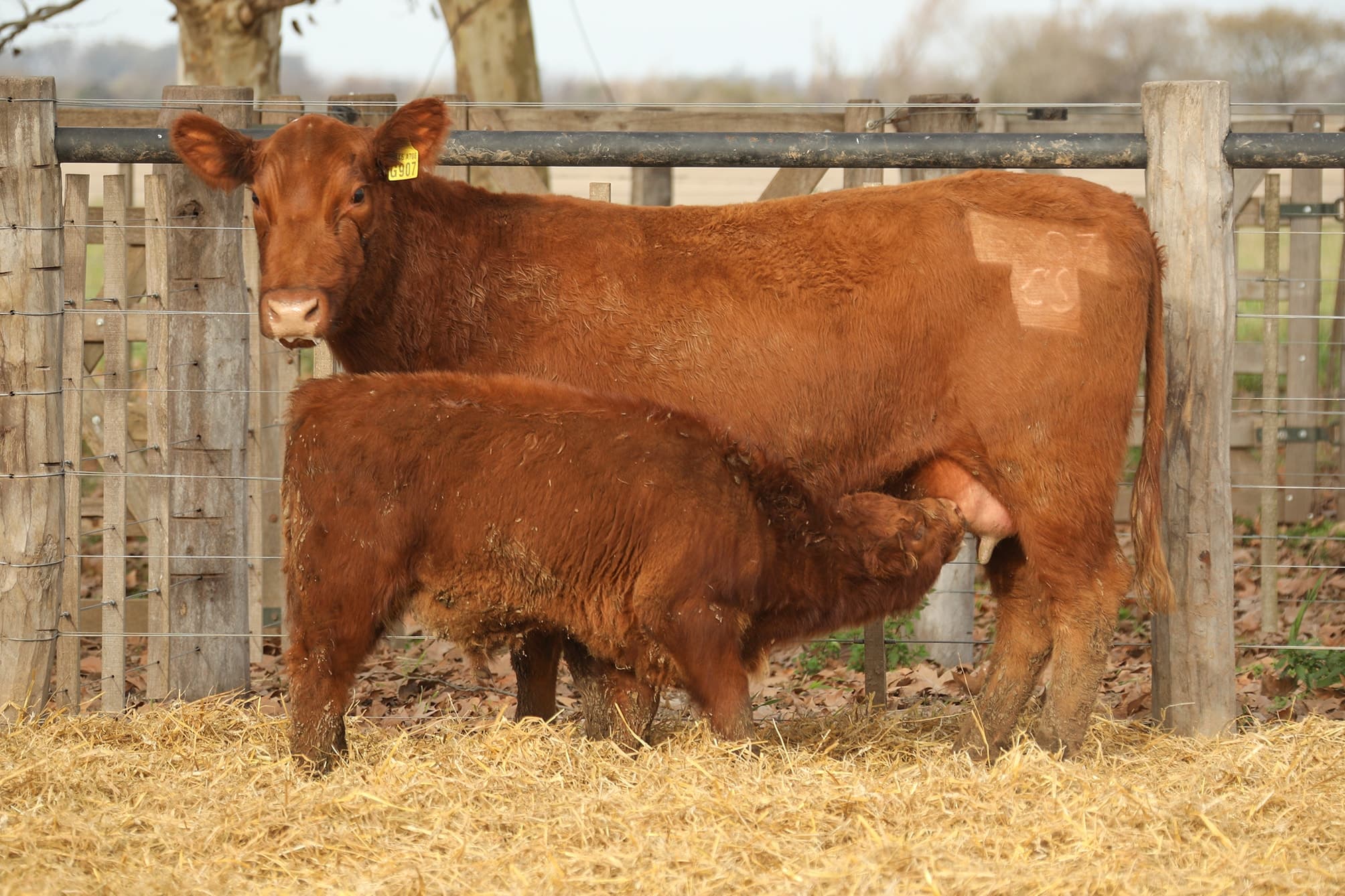 Vaca RP G907