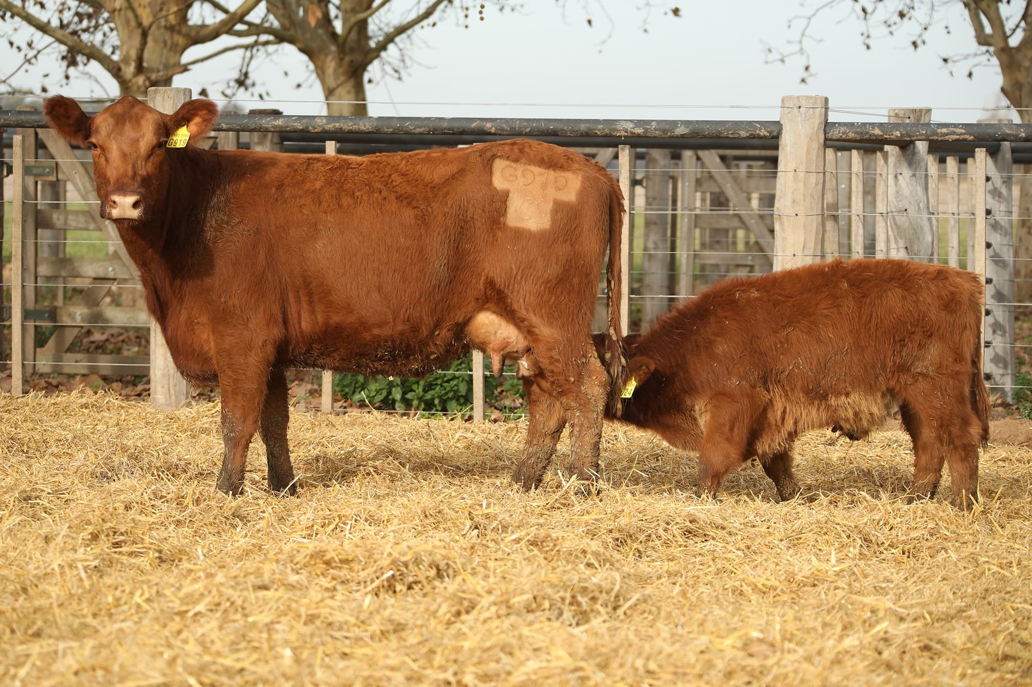 Vaca RP G919