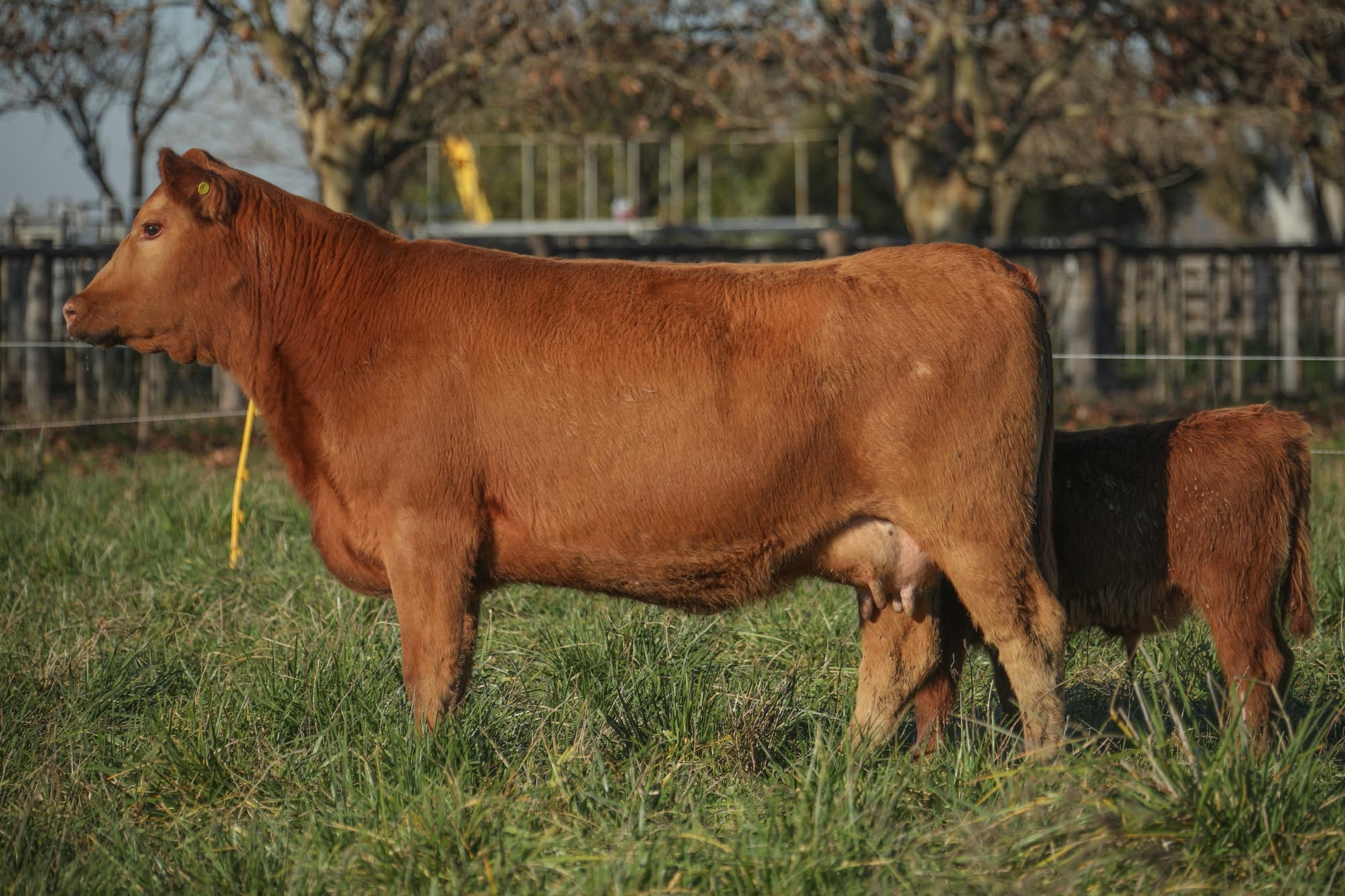 Vaca RP H023