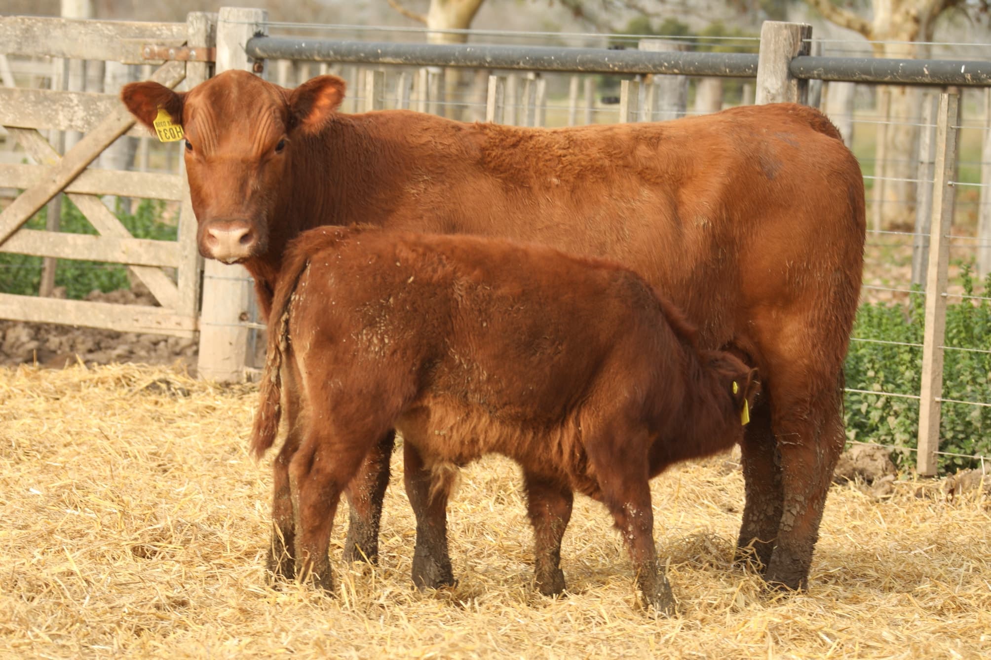 Vaca RP H031