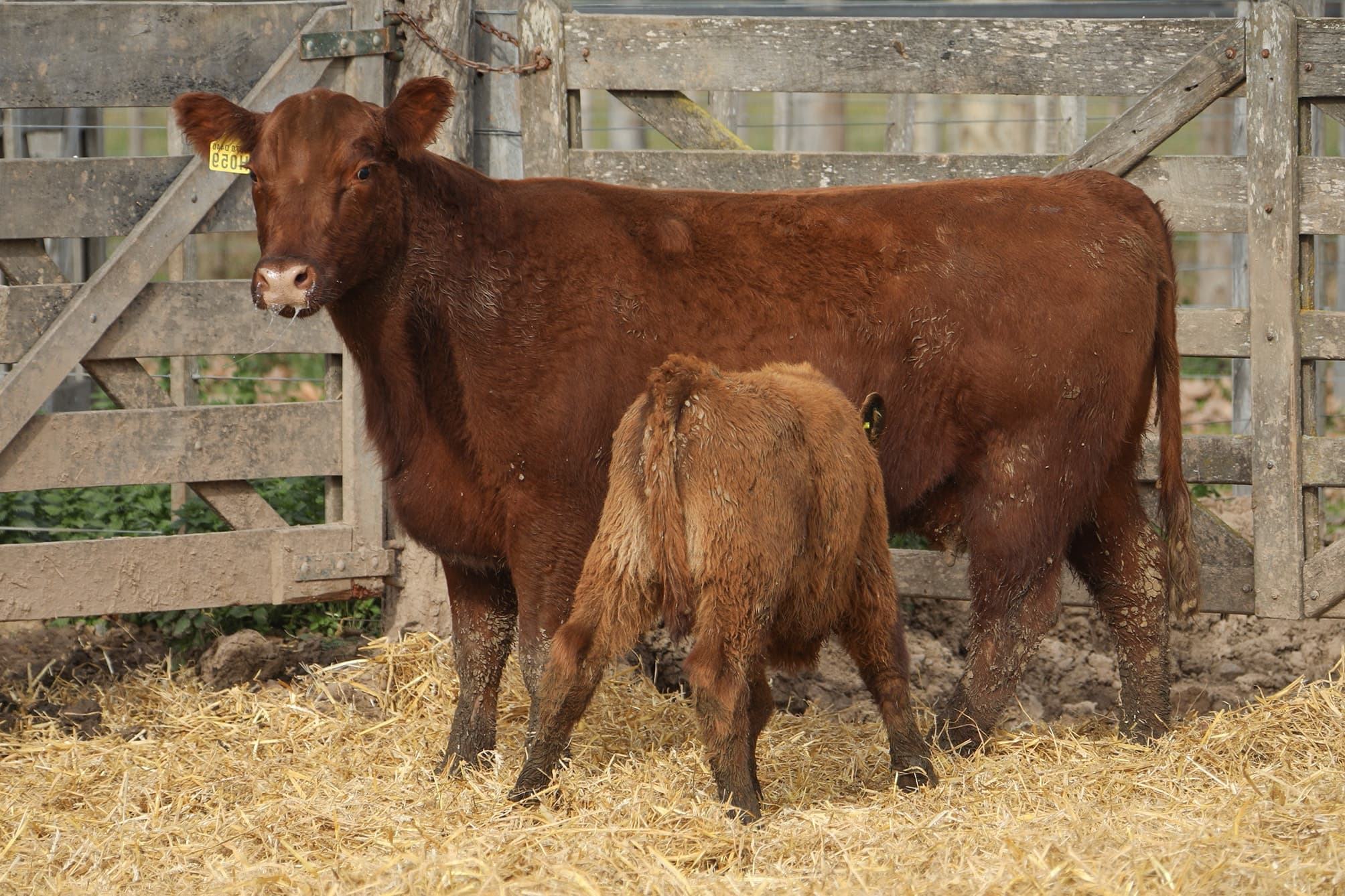 Vaca RP H059
