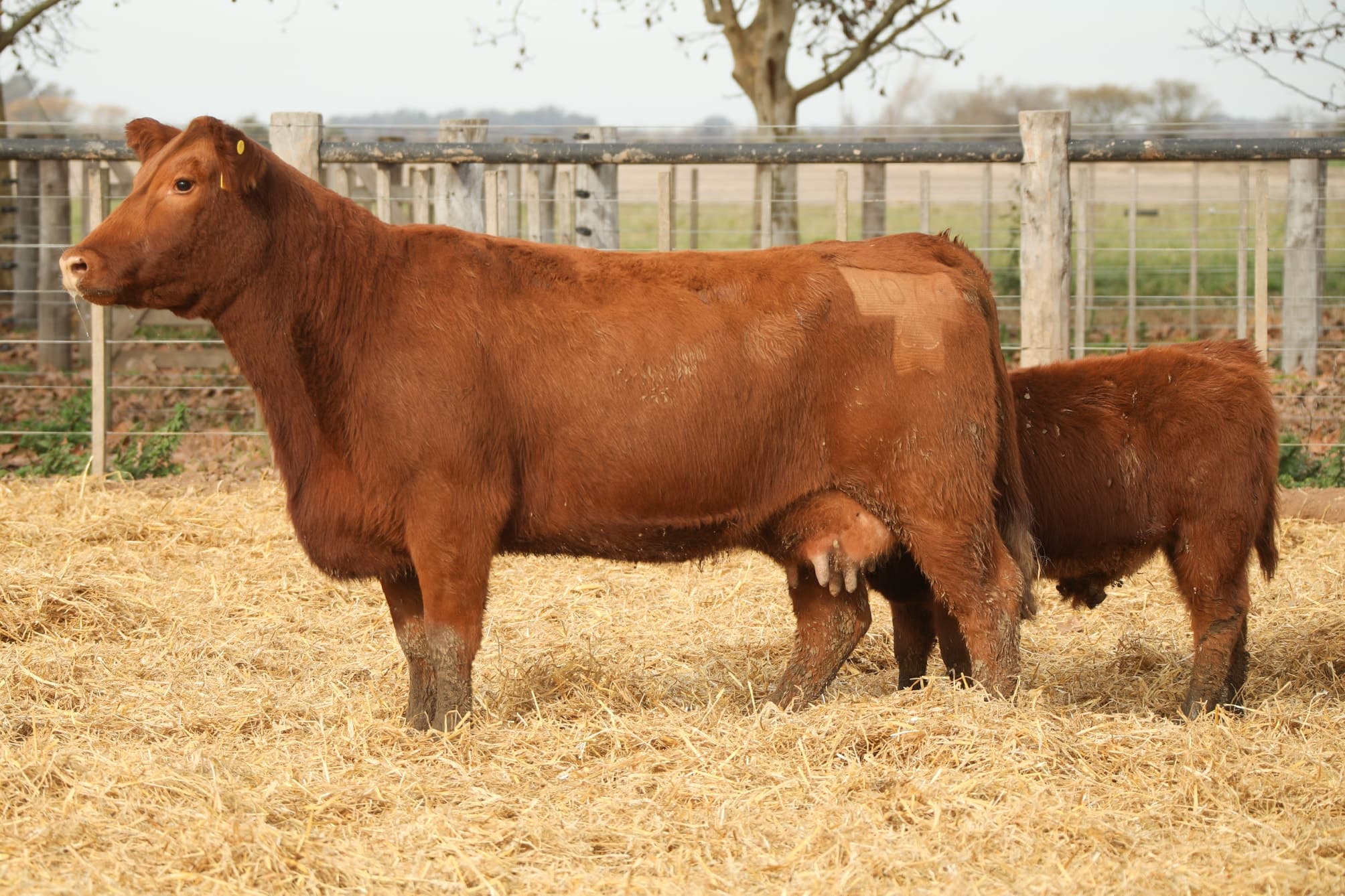 Vaca RP H077