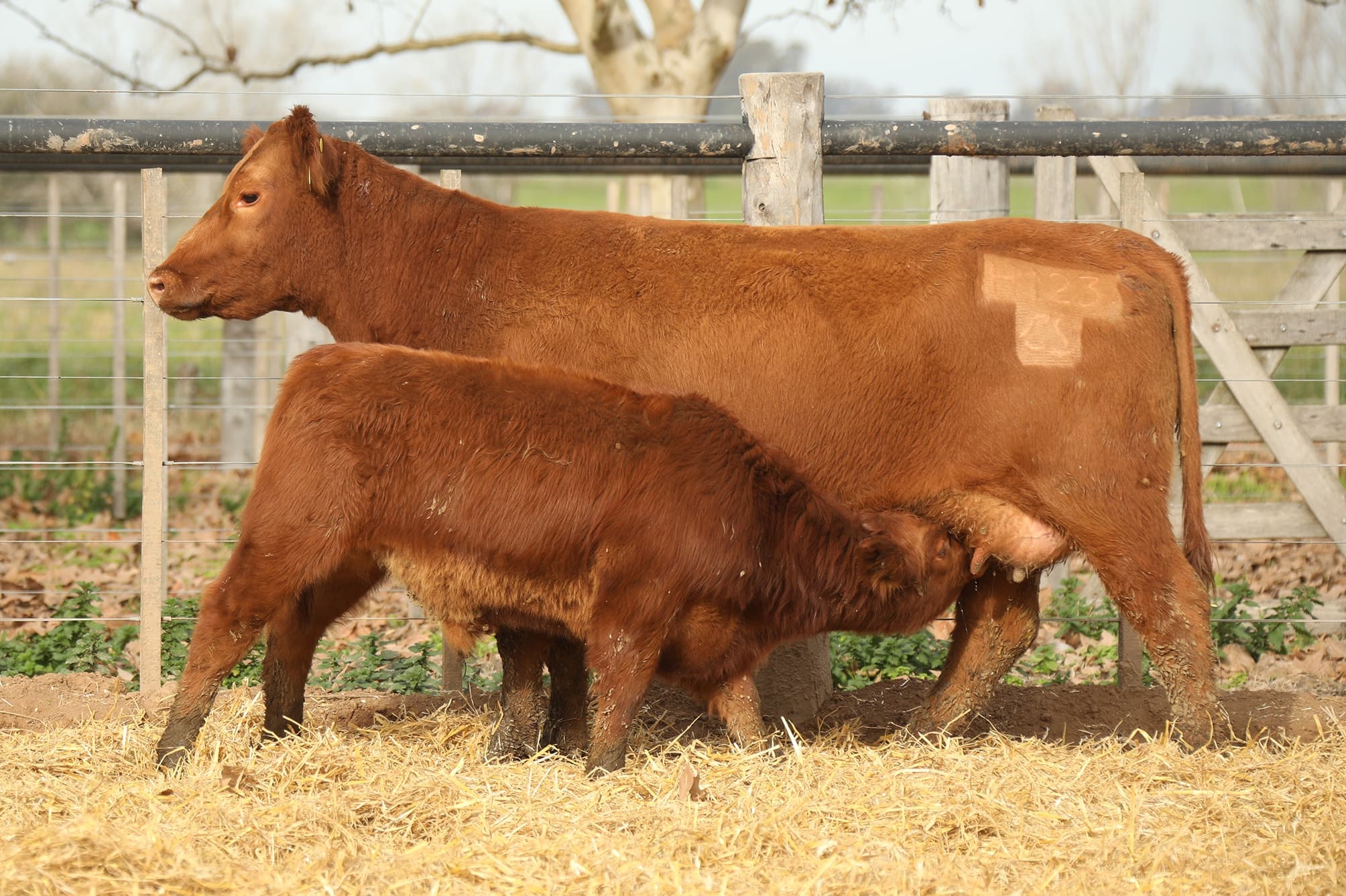 Vaca RP H123
