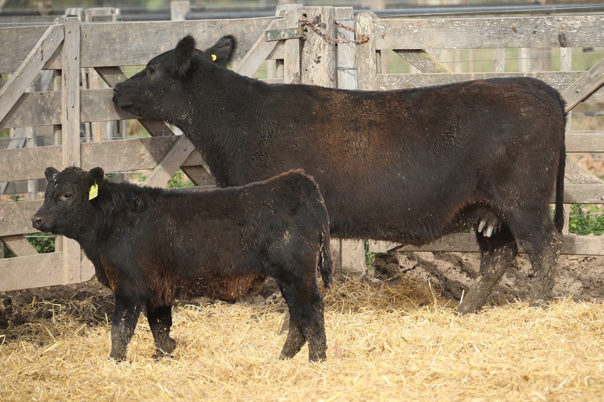 Vaca RP H133