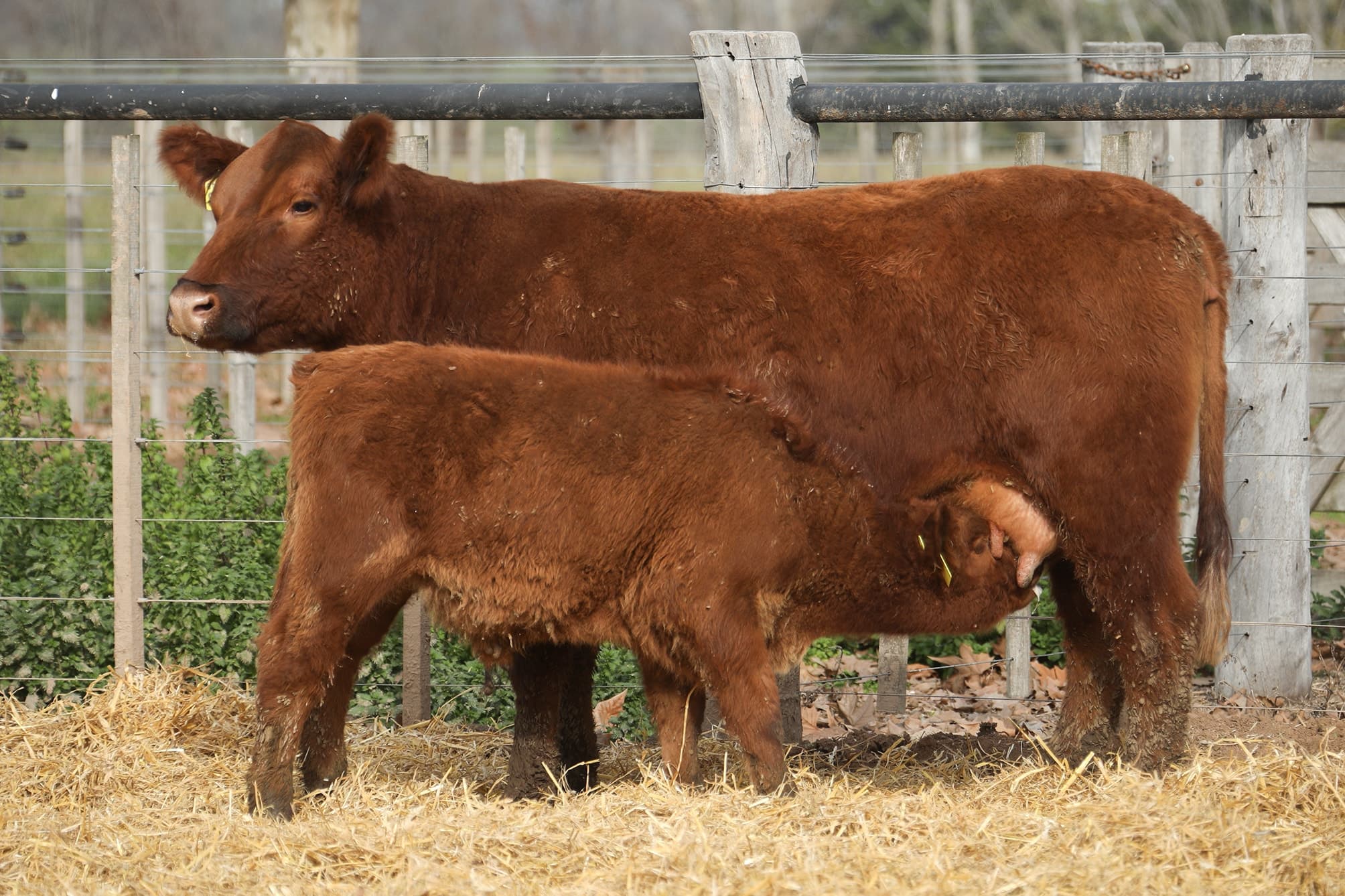 Vaca RP H173