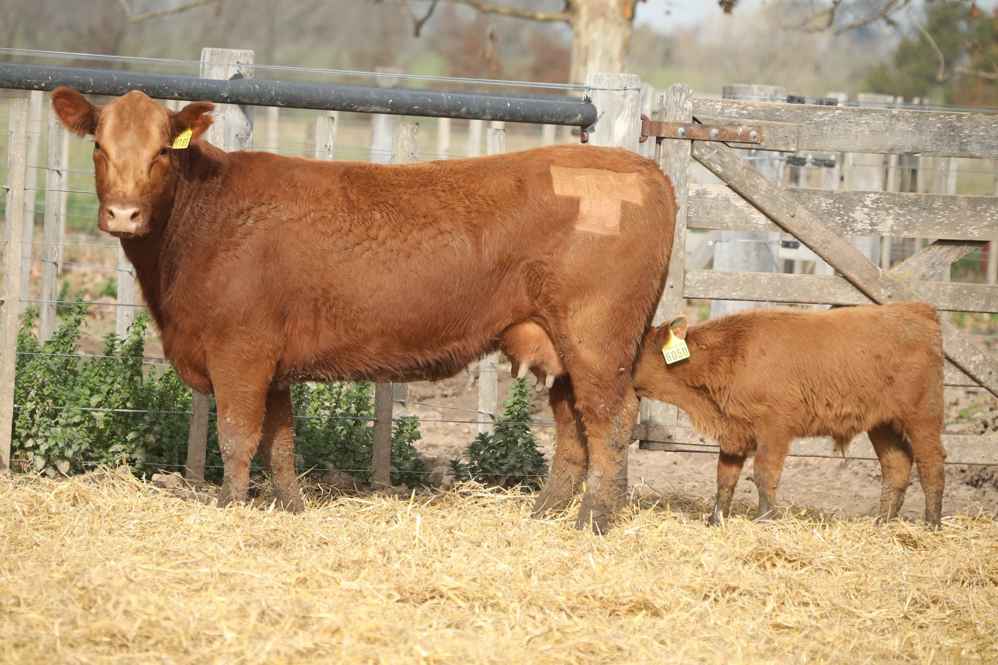 Vaca RP H185