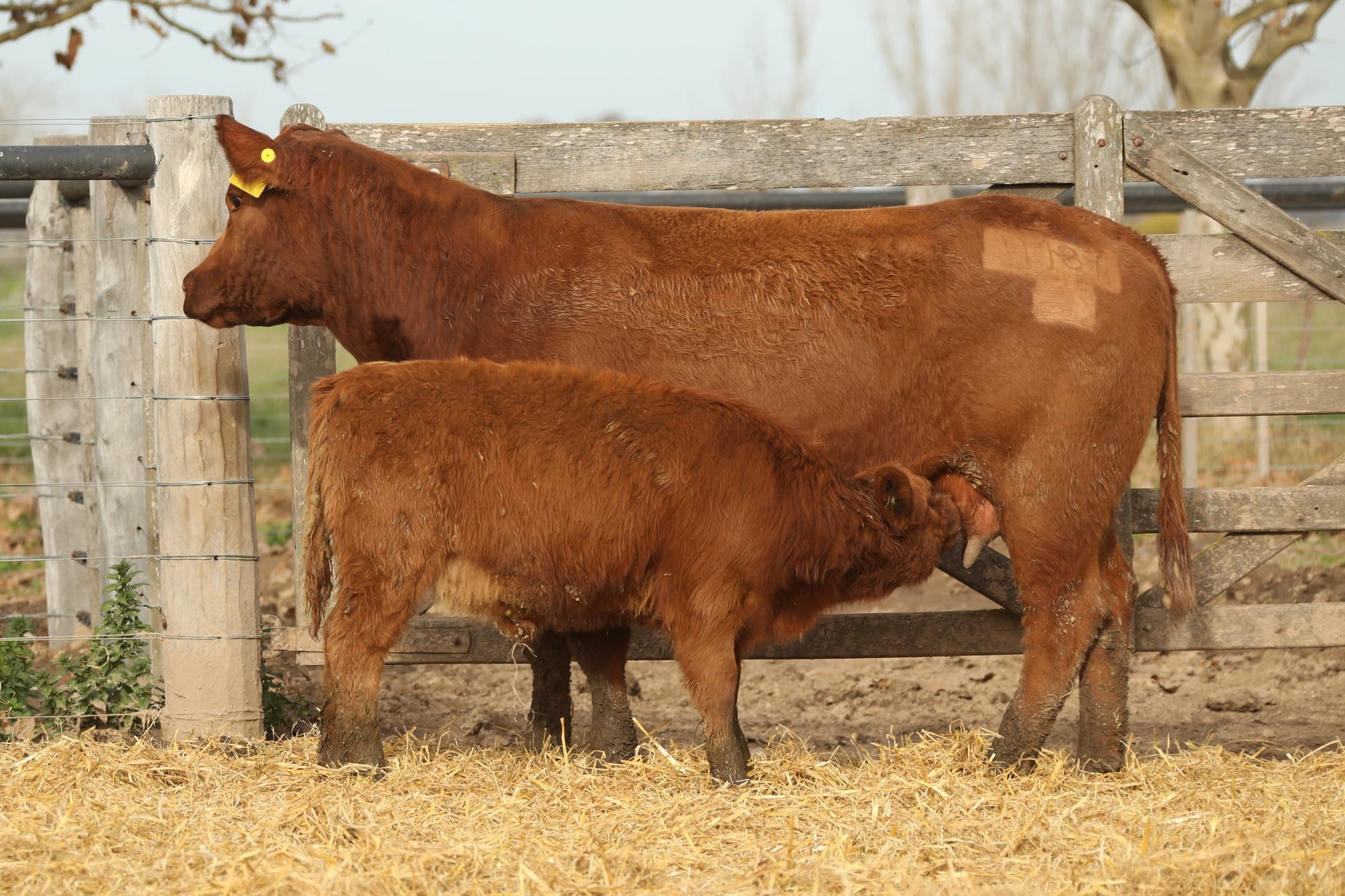 Vaca RP H187