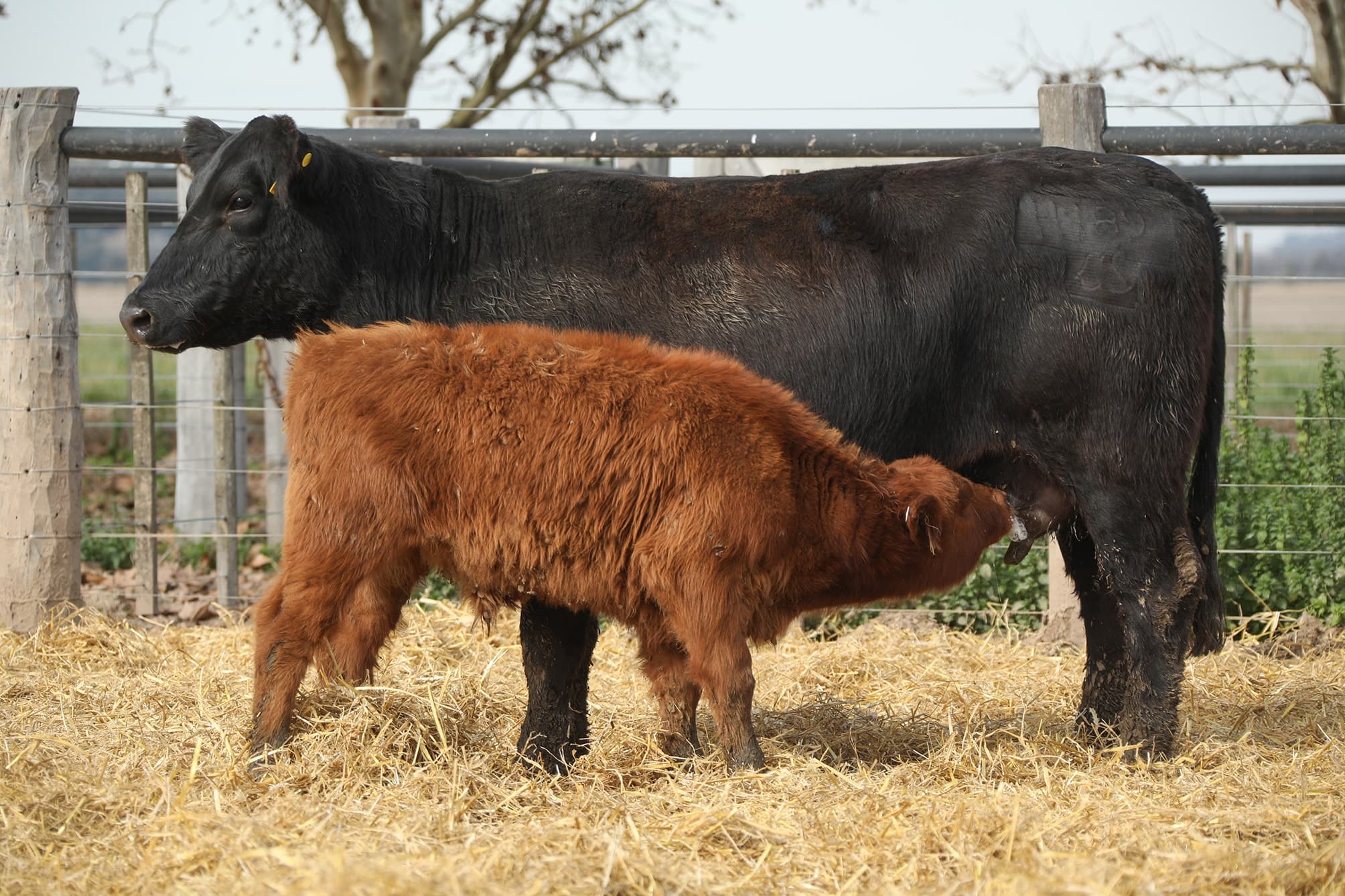Vaca RP H189