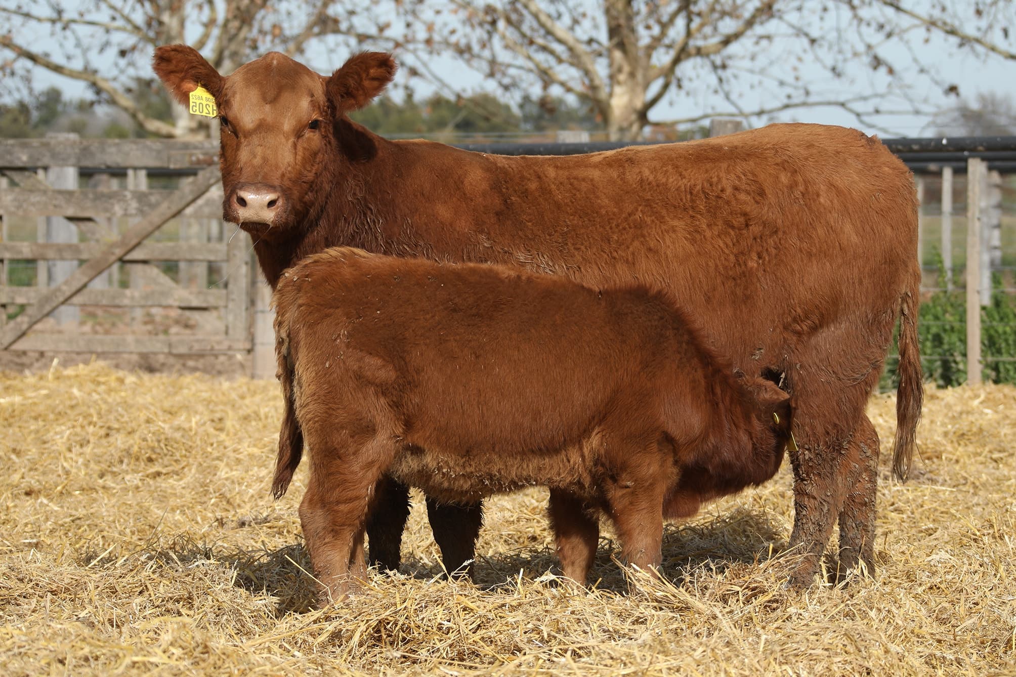 Vaca RP H205