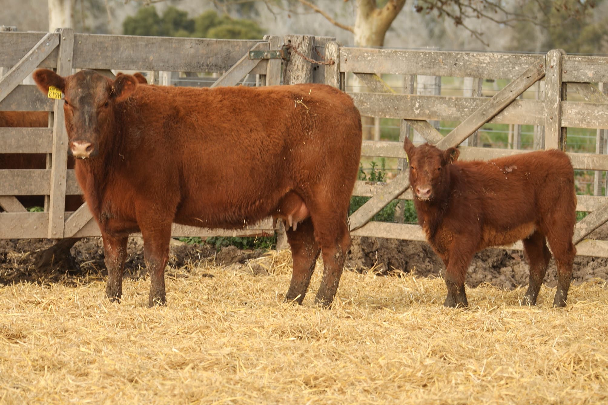 Vaca RP H213