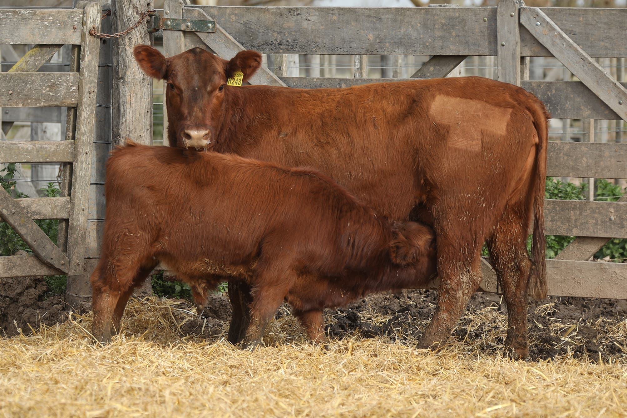 Vaca RP H243