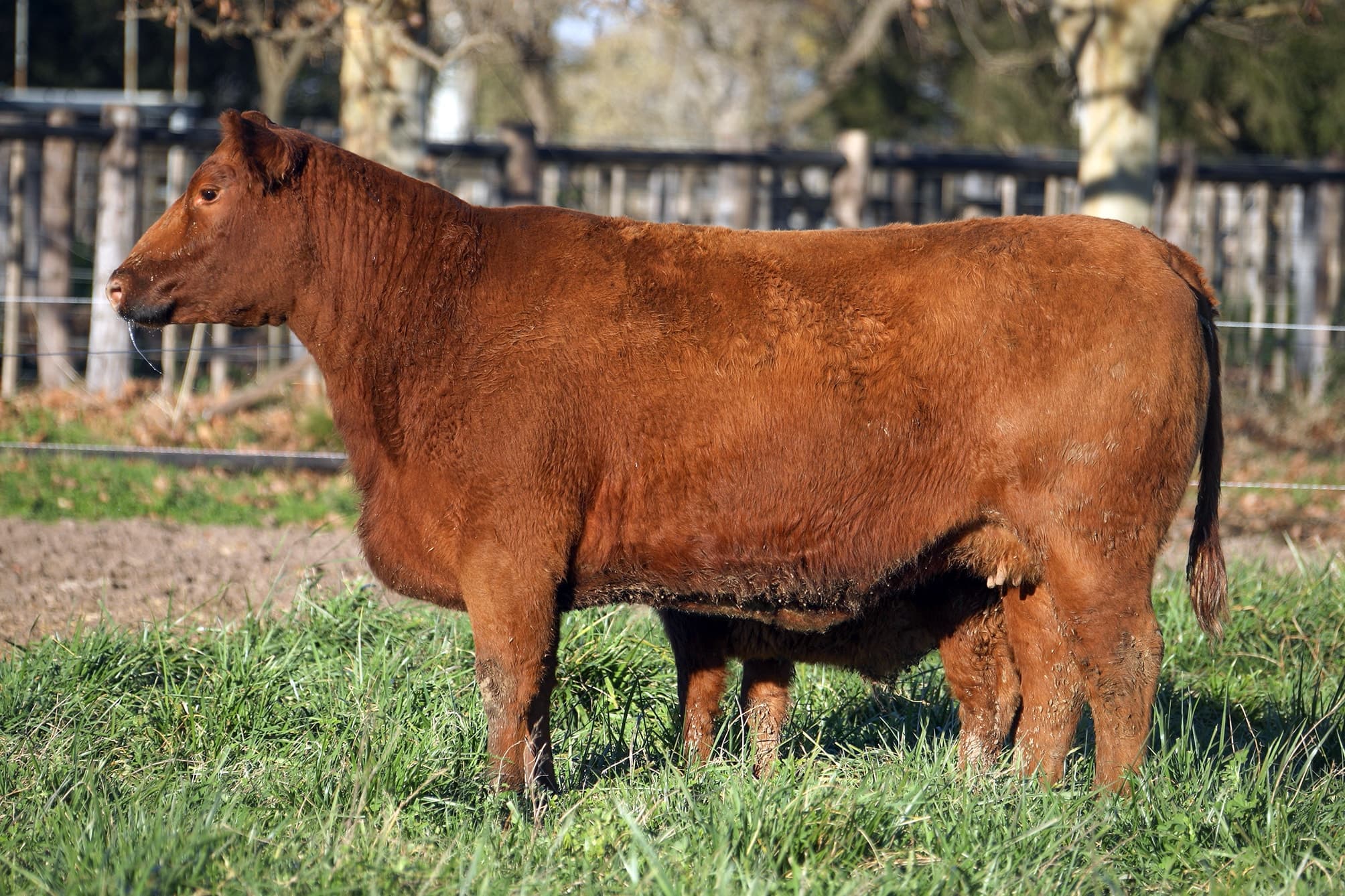 Vaca RP H247