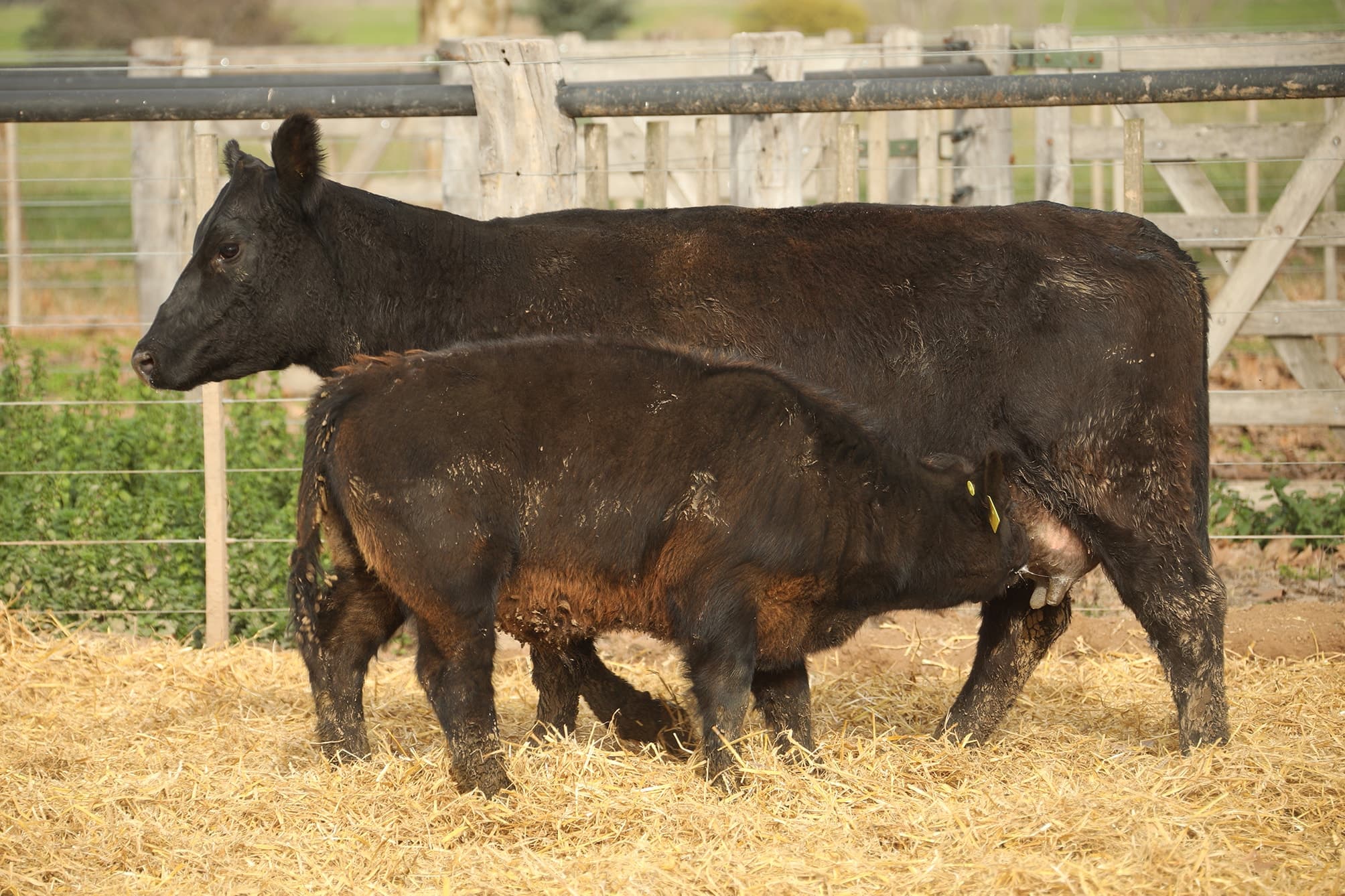 Vaca RP H257