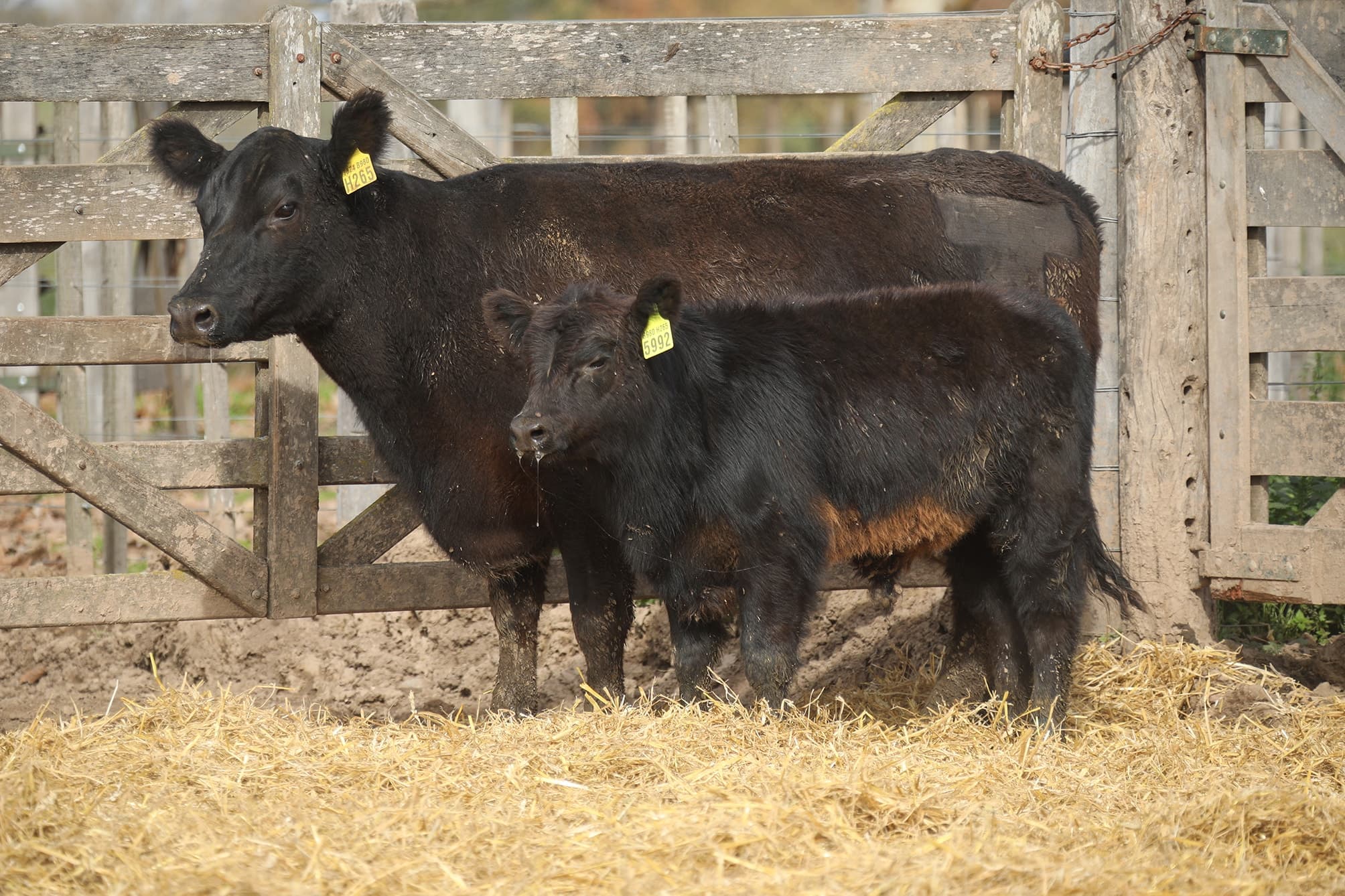 Vaca RP H265