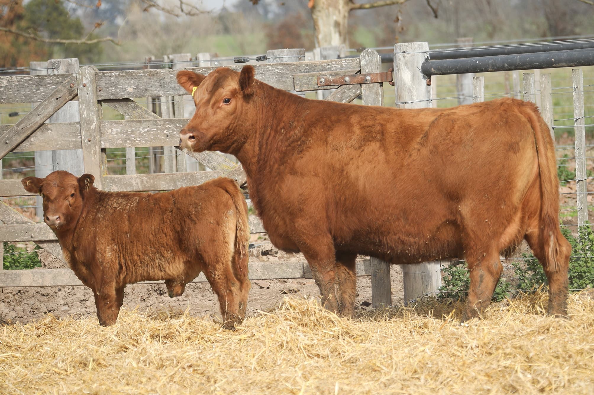 Vaca RP H275