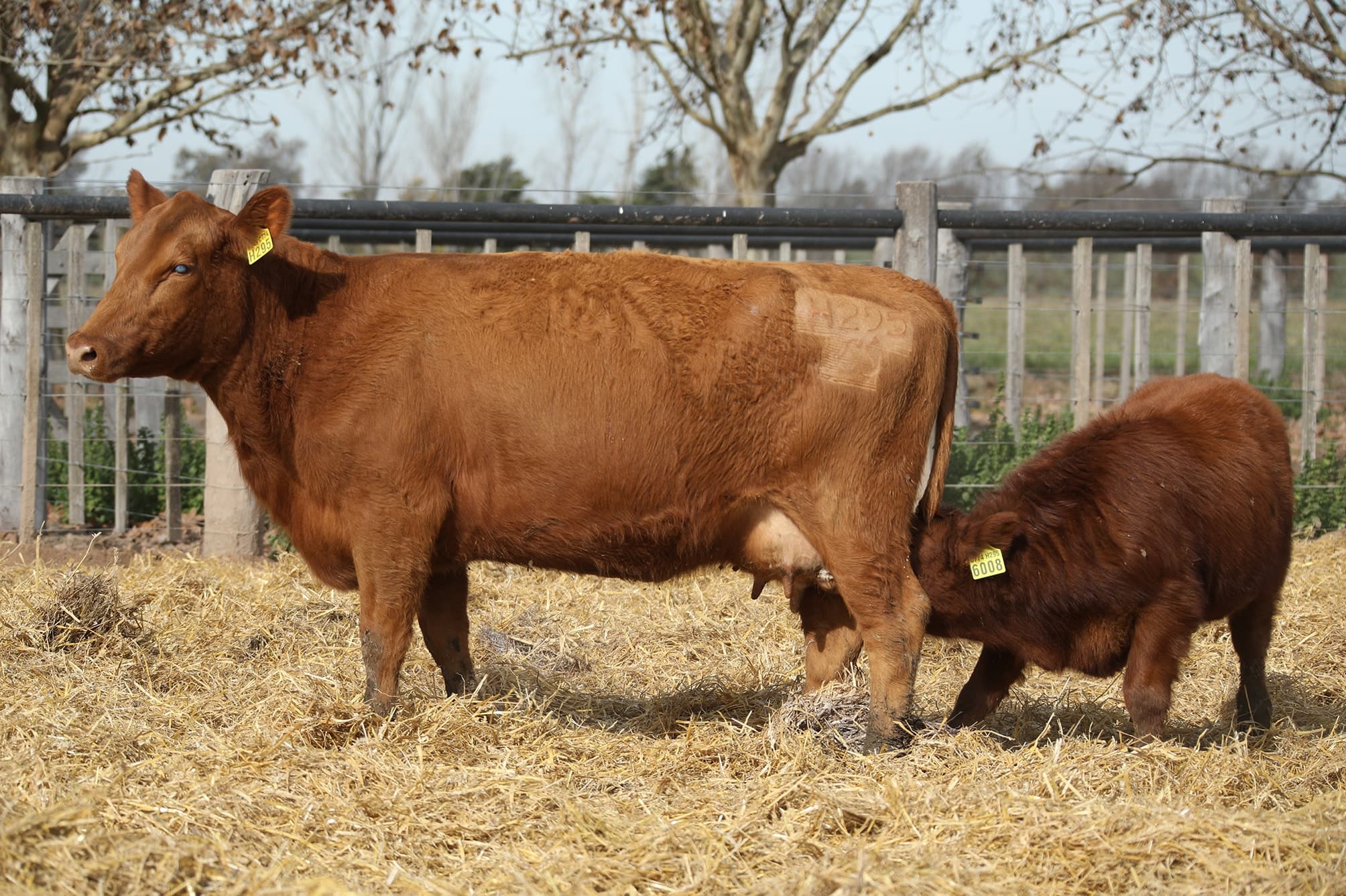 Vaca RP H295