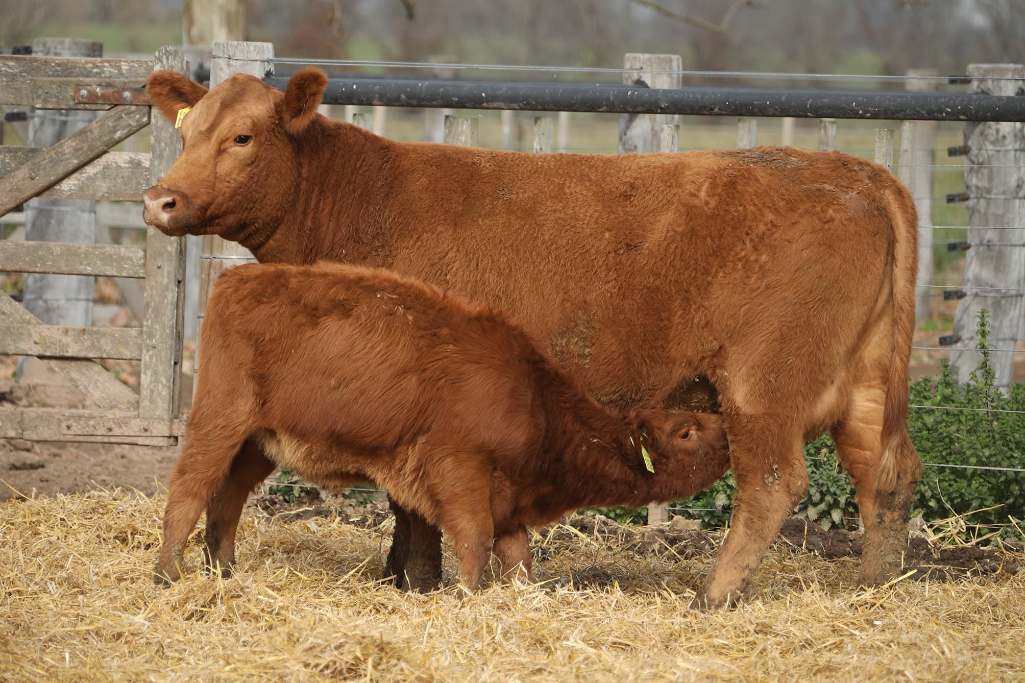 Vaca RP H301