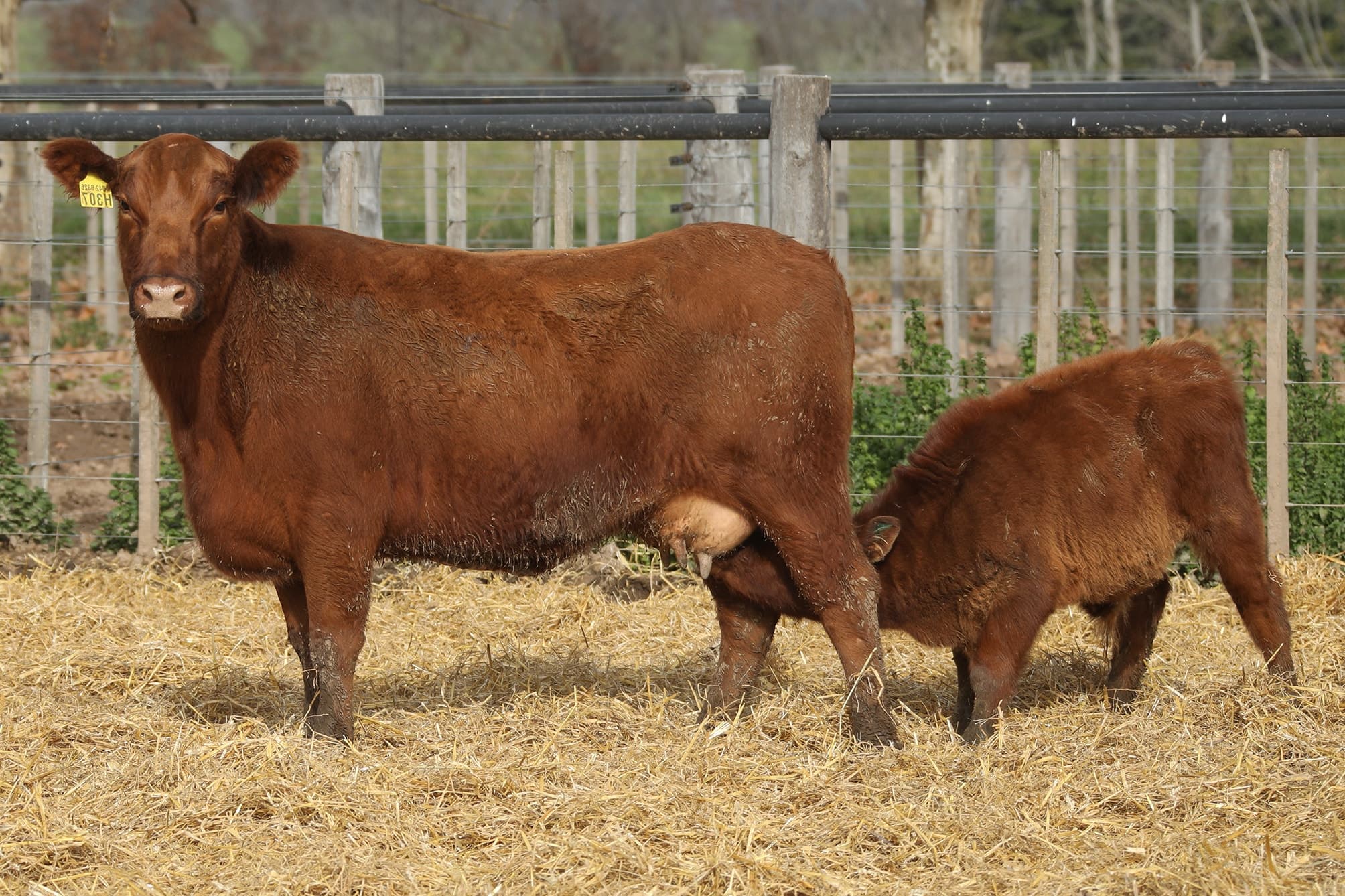 Vaca RP H307