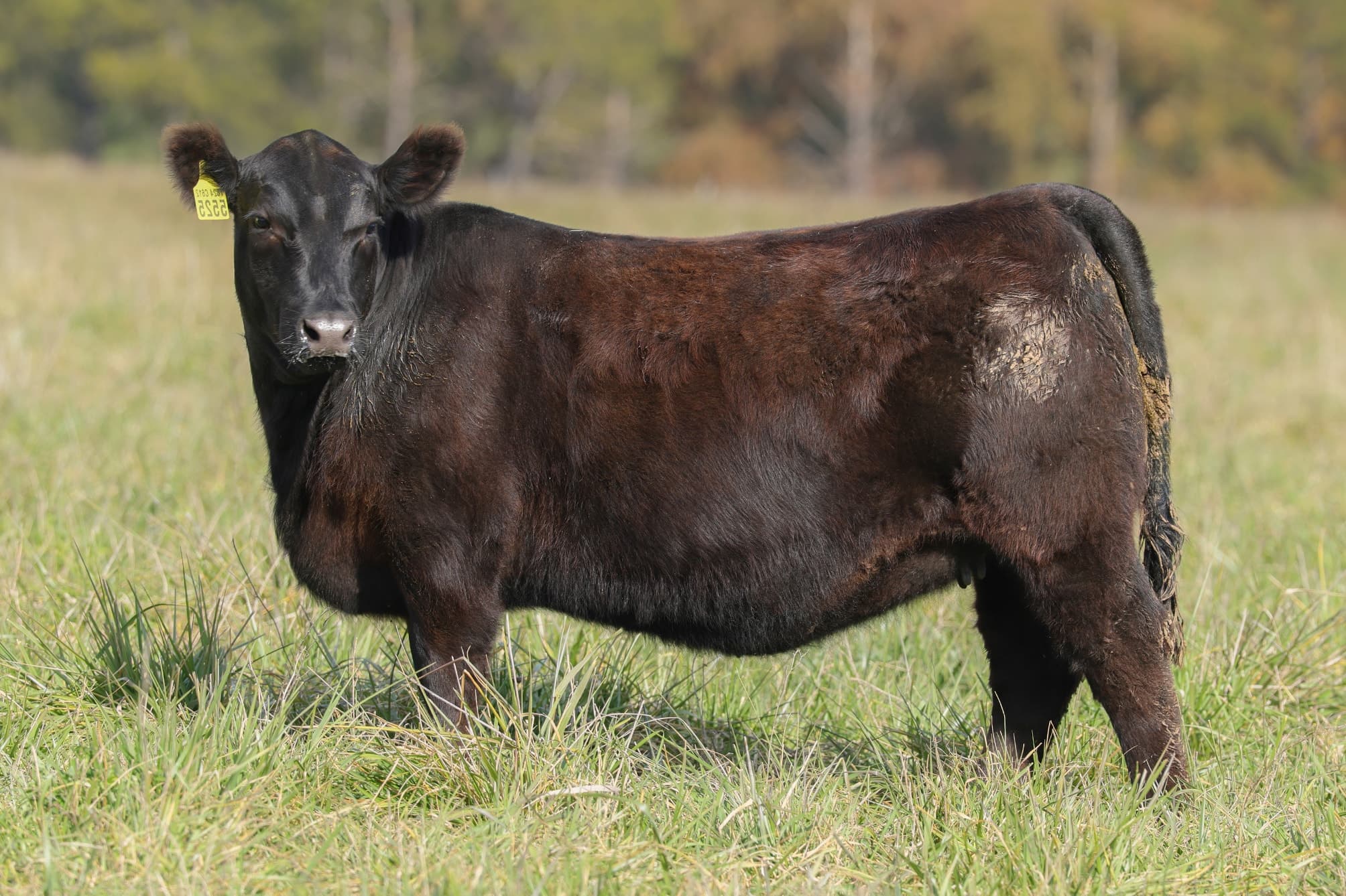 Ternera RP J5525