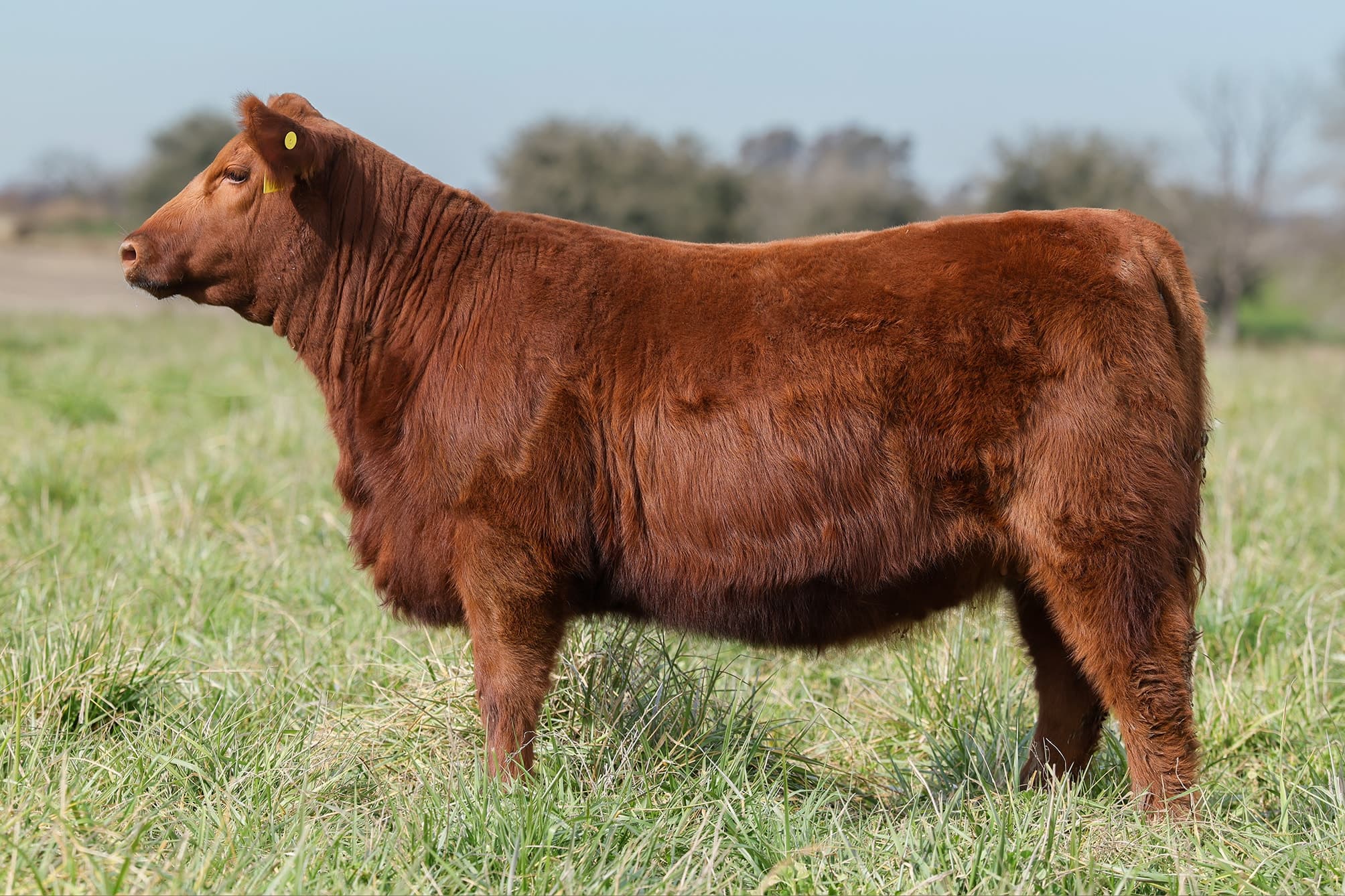 Ternera RP J5681