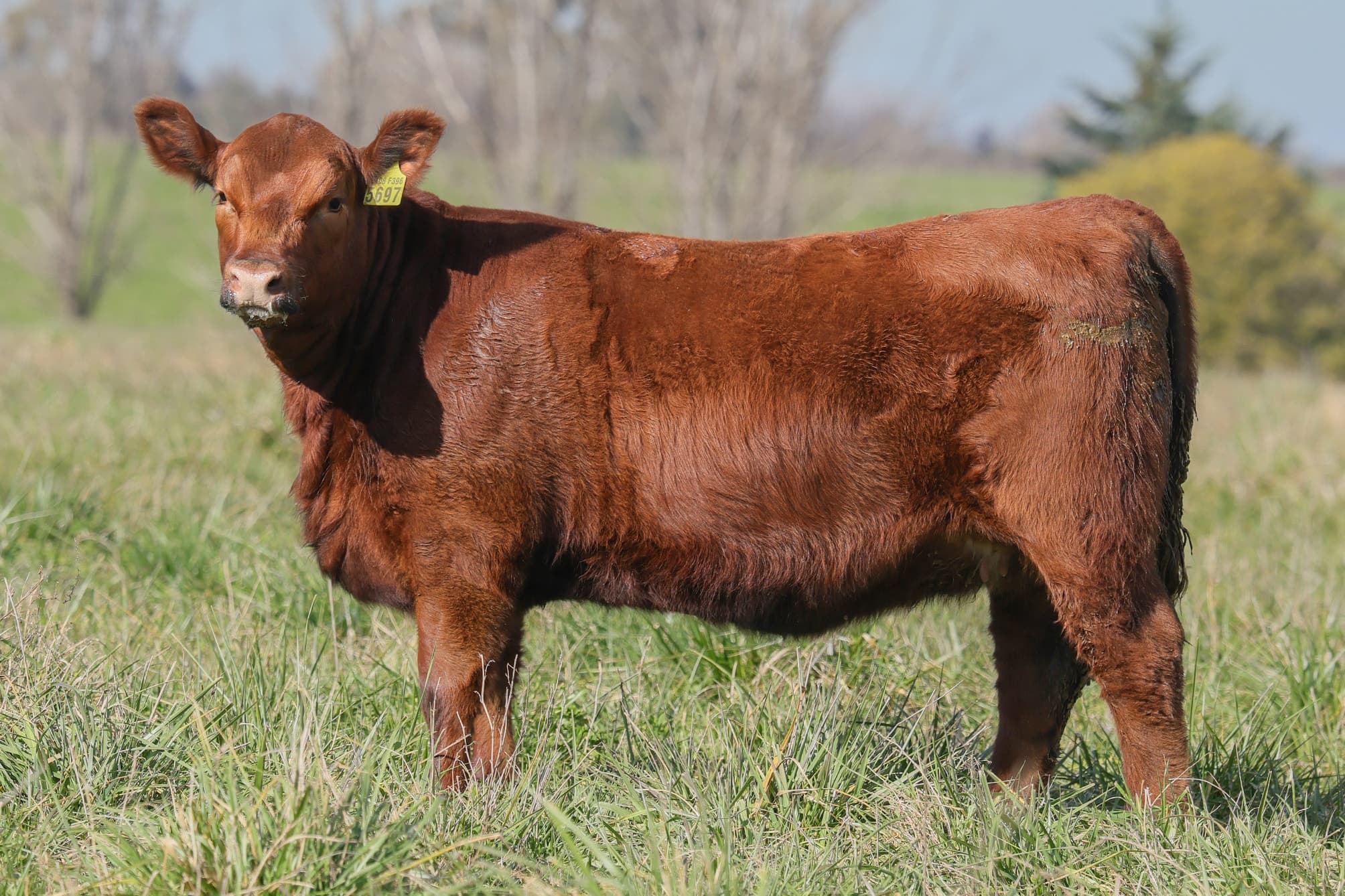 Ternera RP J5697