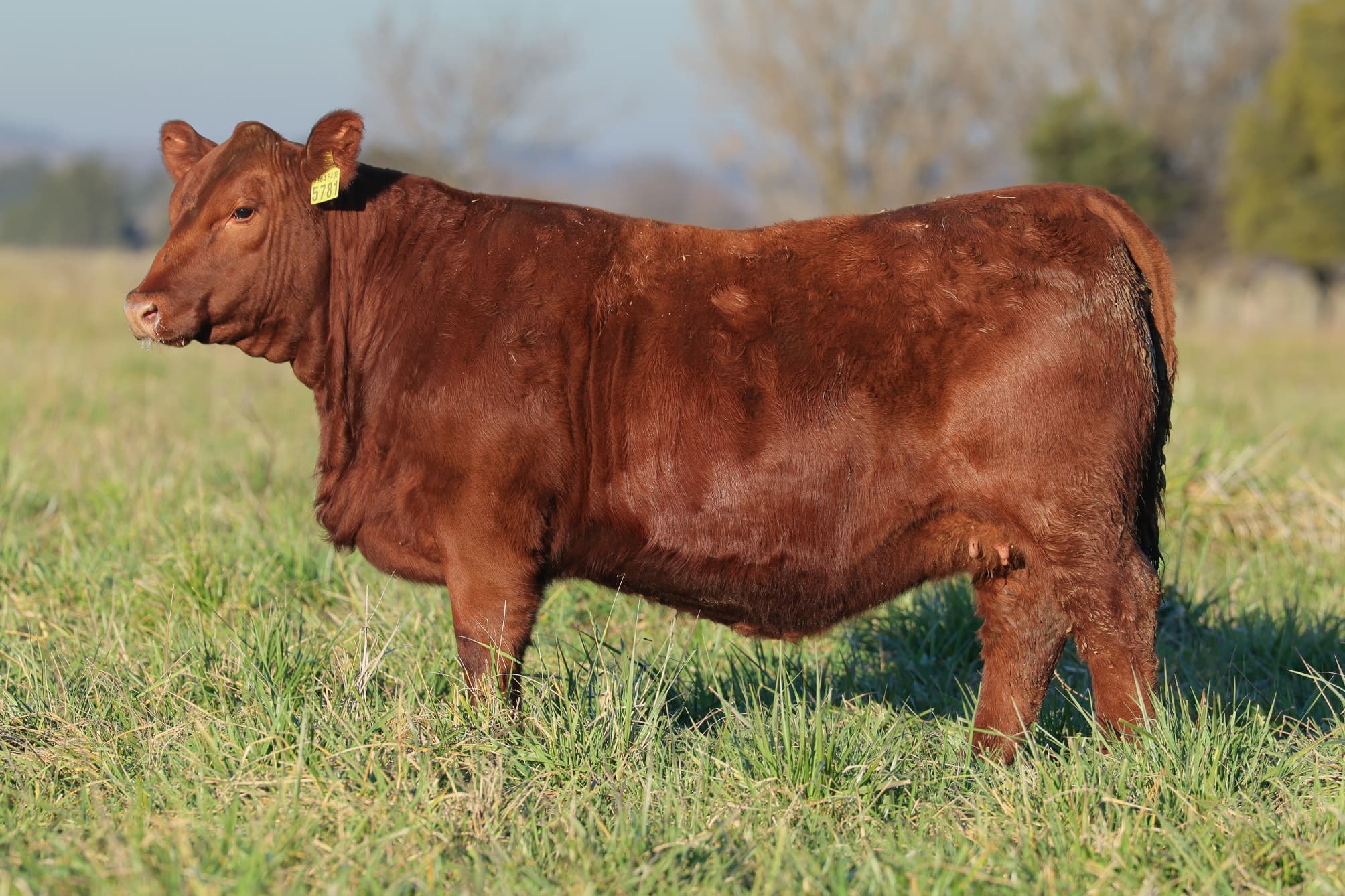 Ternera RP J5781