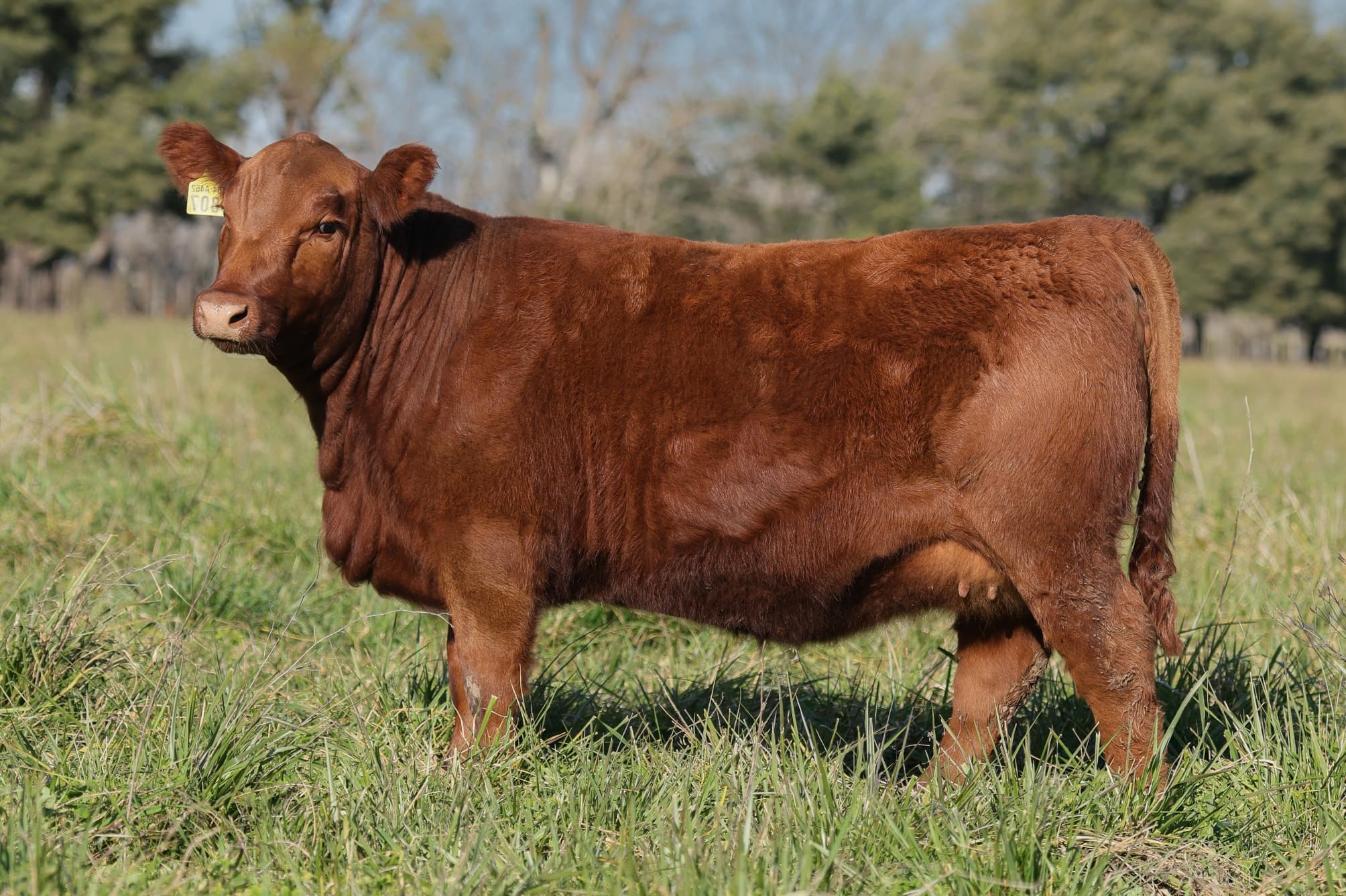 Ternera RP J5807